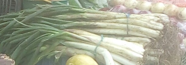 Cabolla larga