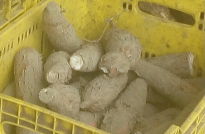 Yuca