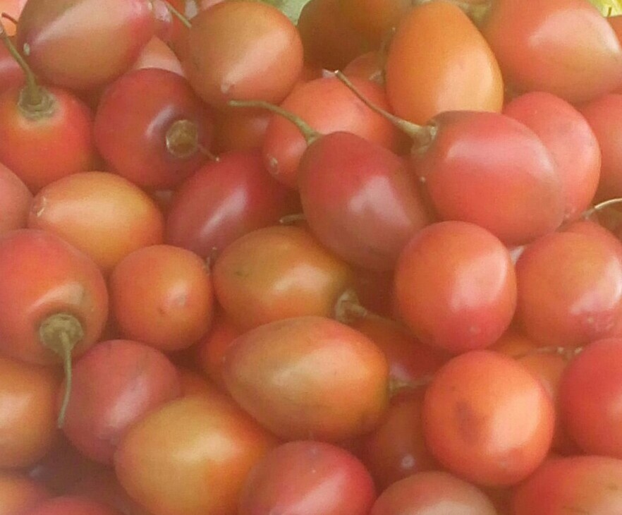 Tomate de arbol