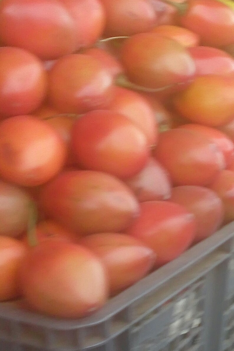 Tomate de arbol