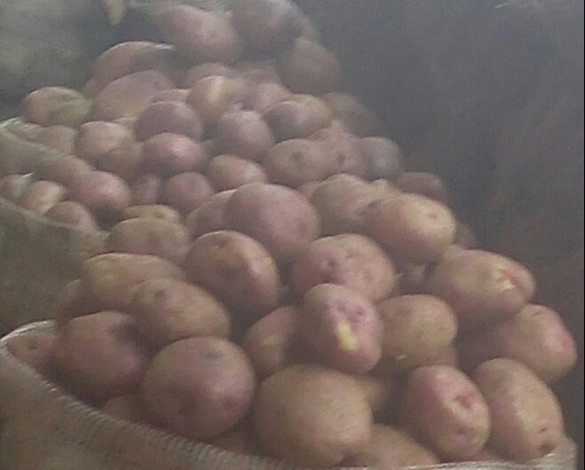 Papa pastusa