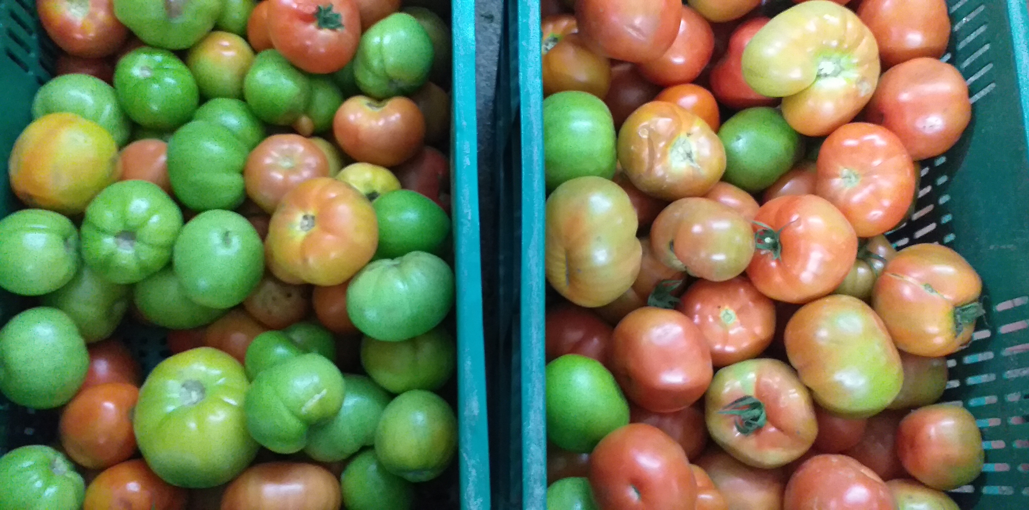 Tomate chonto grueso