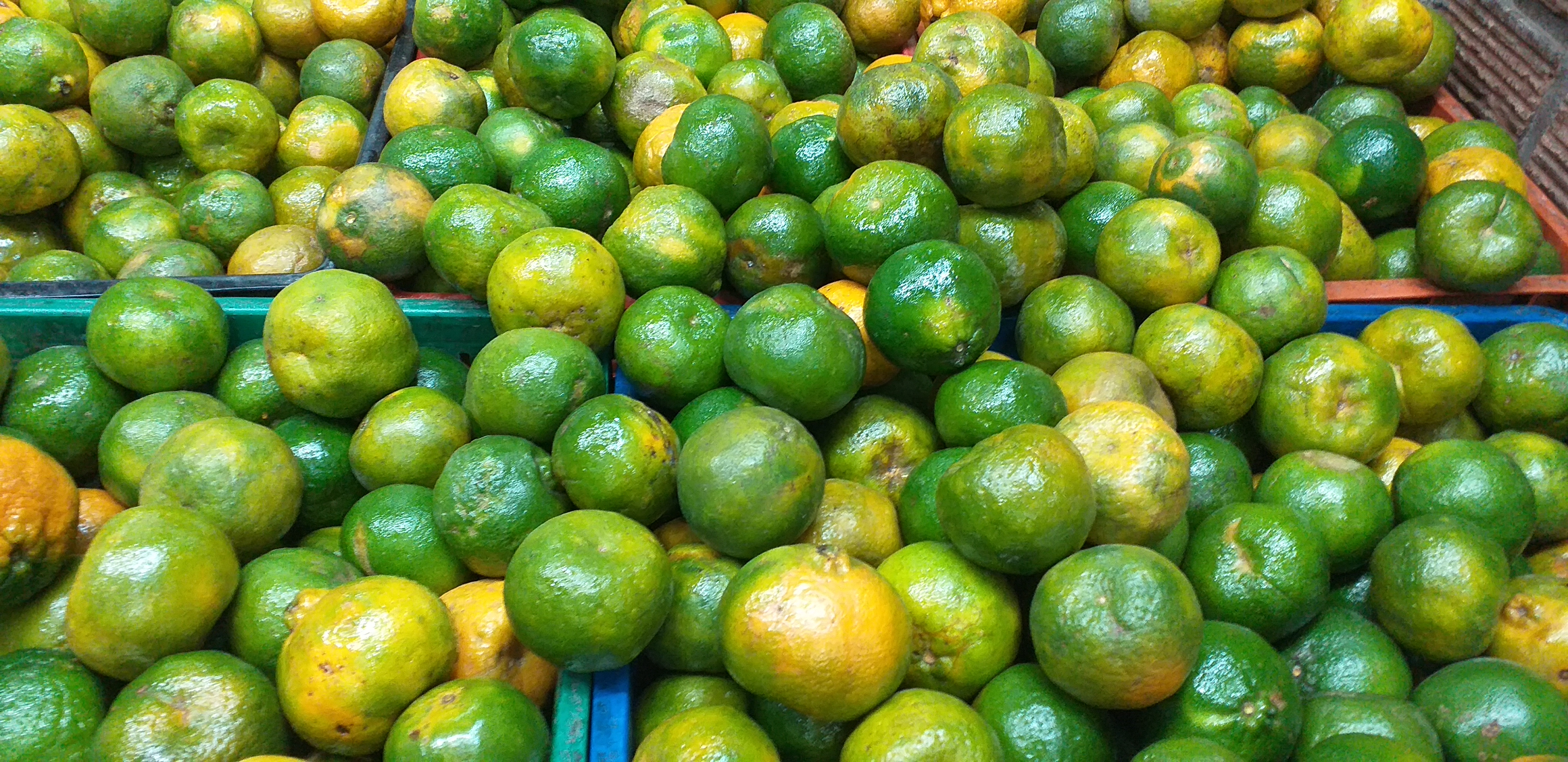Mandarina oneca de 2da