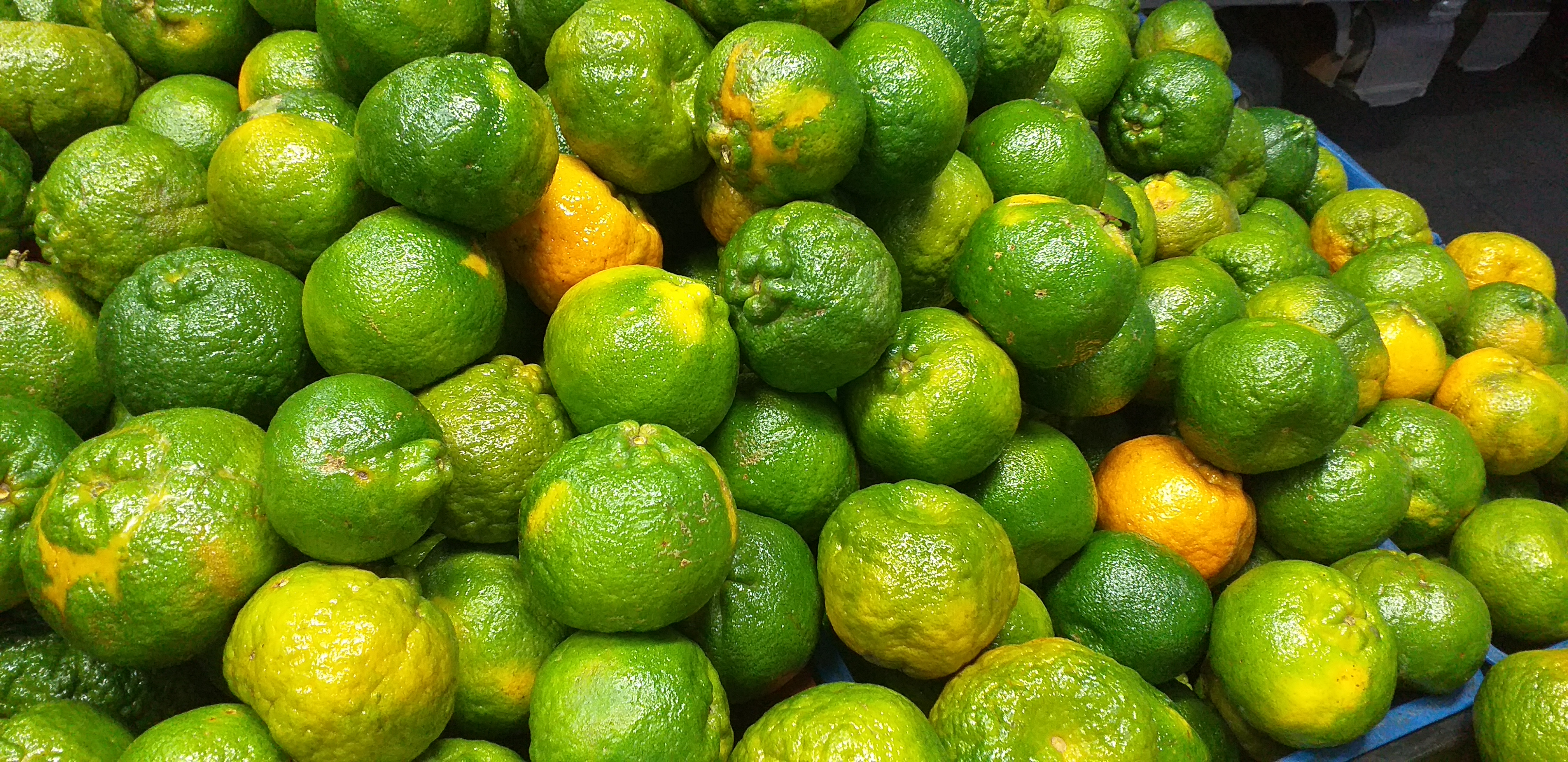 Mandarina oneca