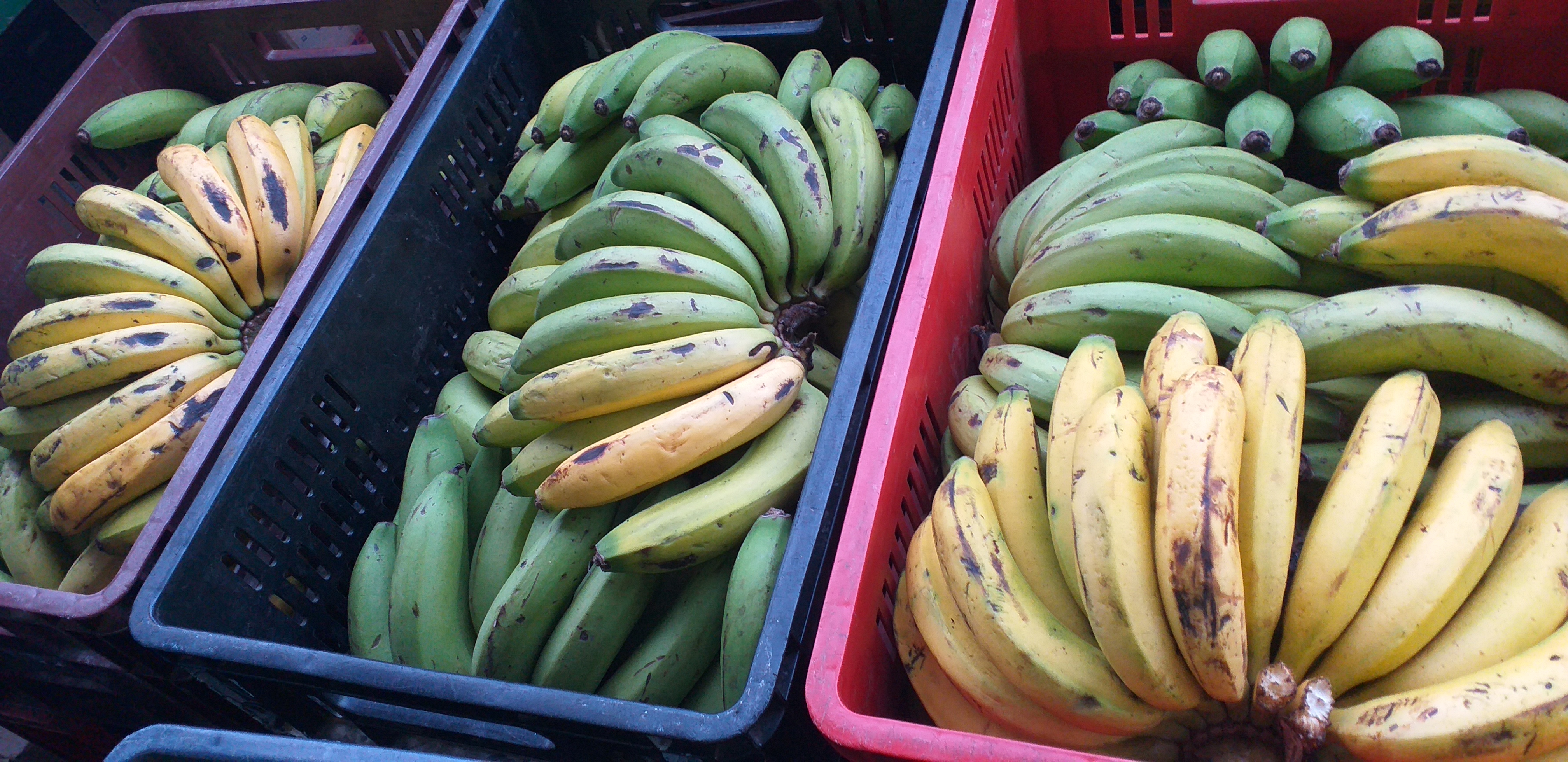 Banano criollo