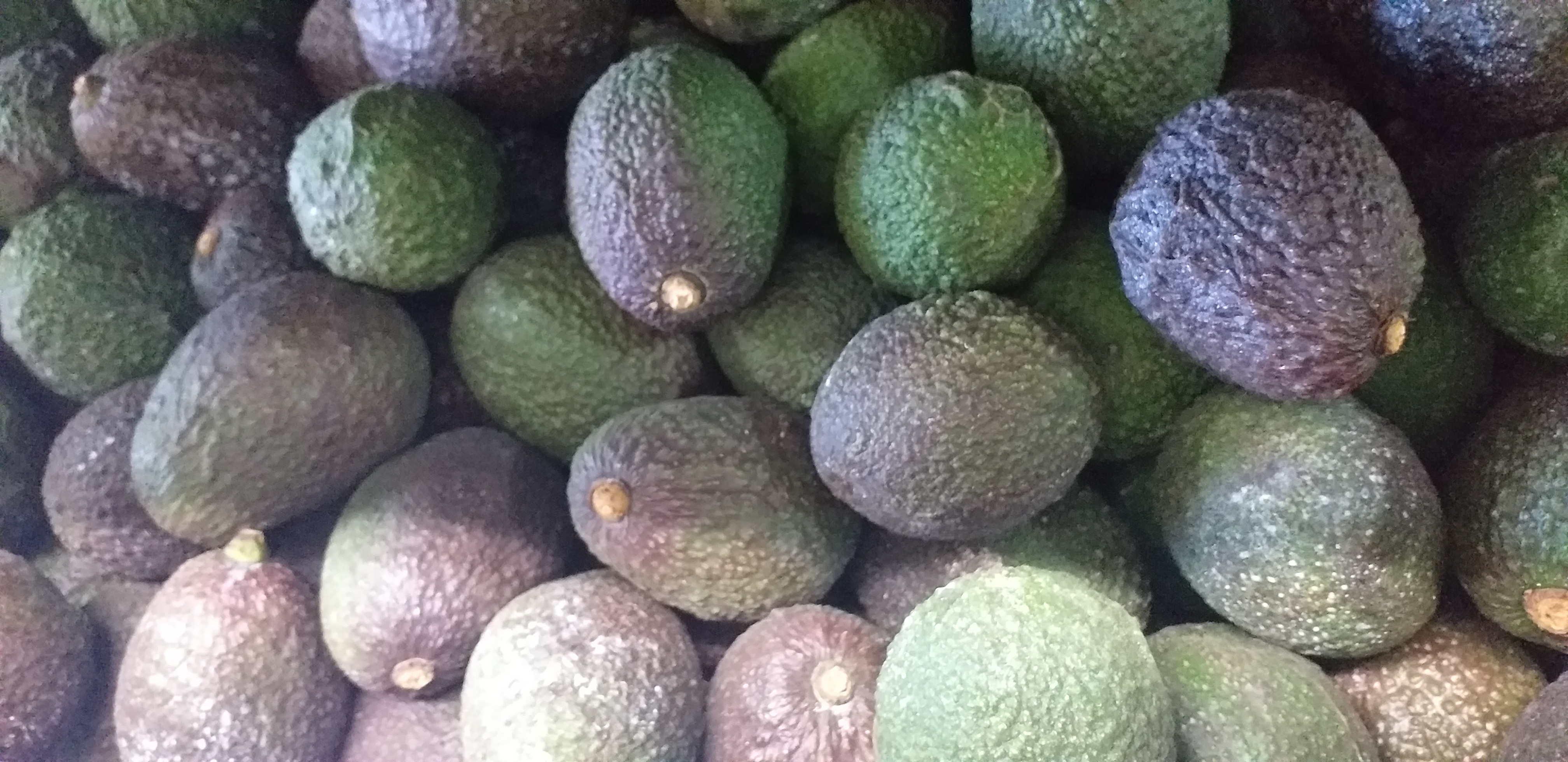 Aguacate hass