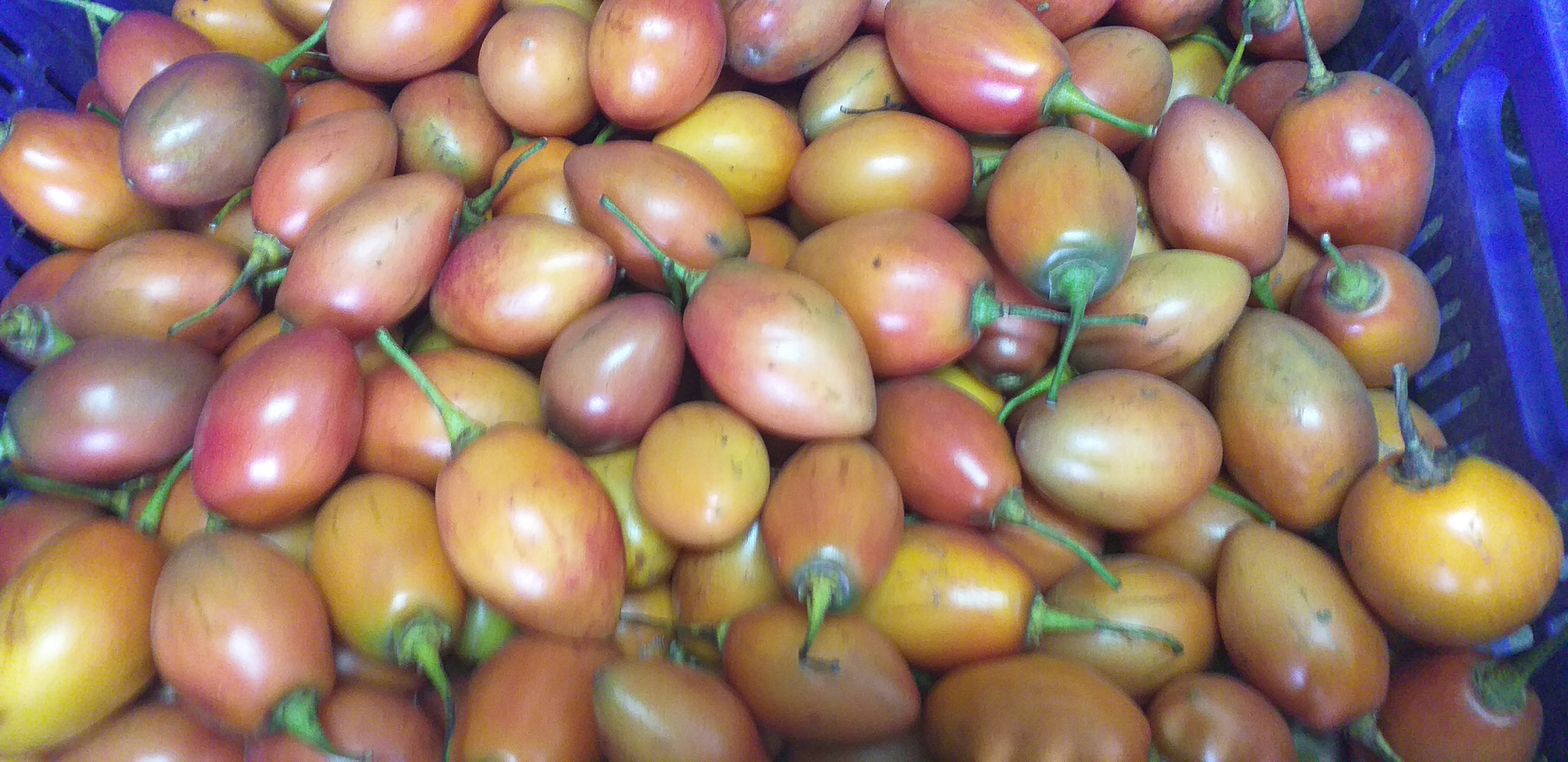 Tomate de arbol