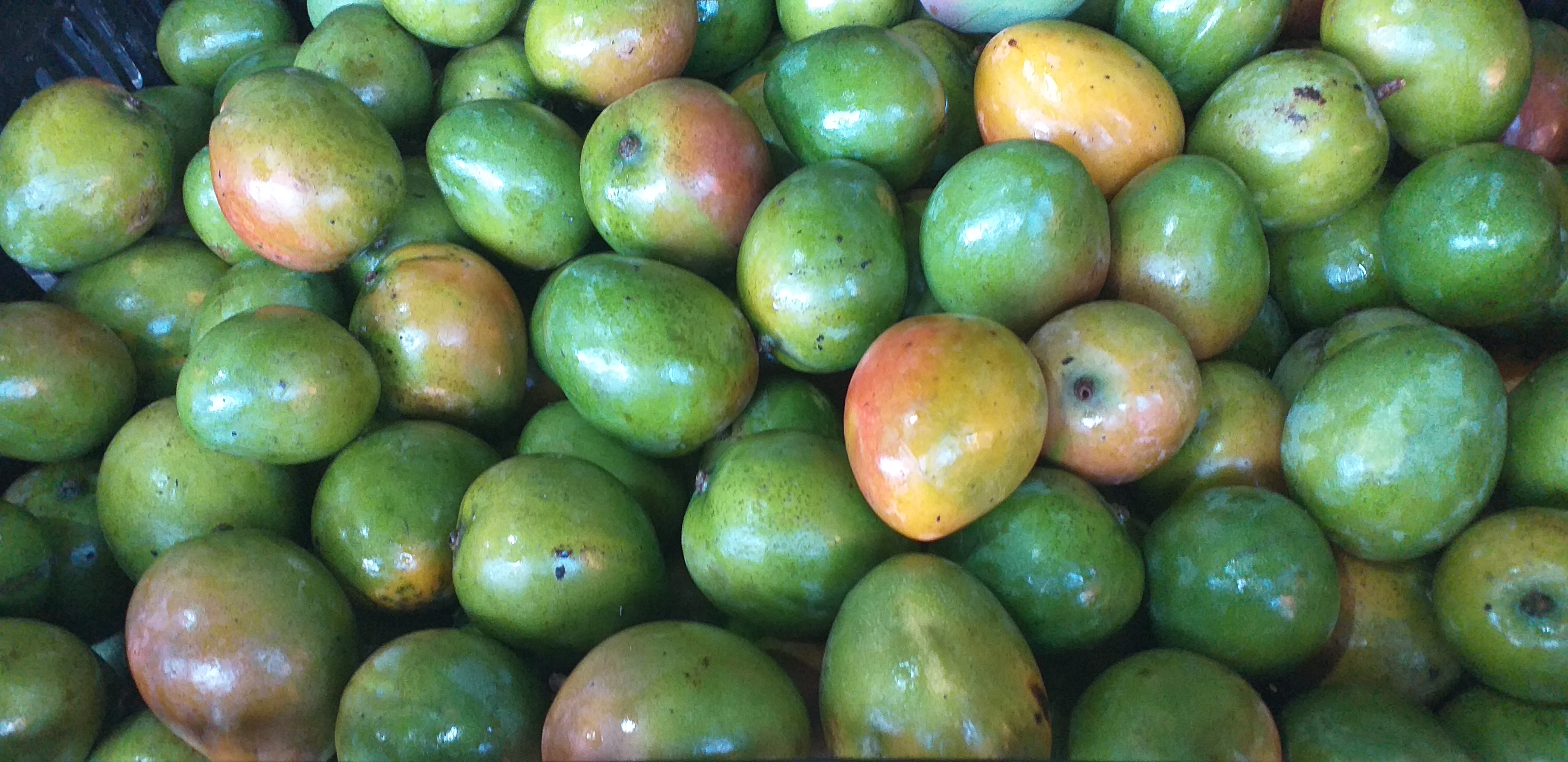 Mango criollo delgado