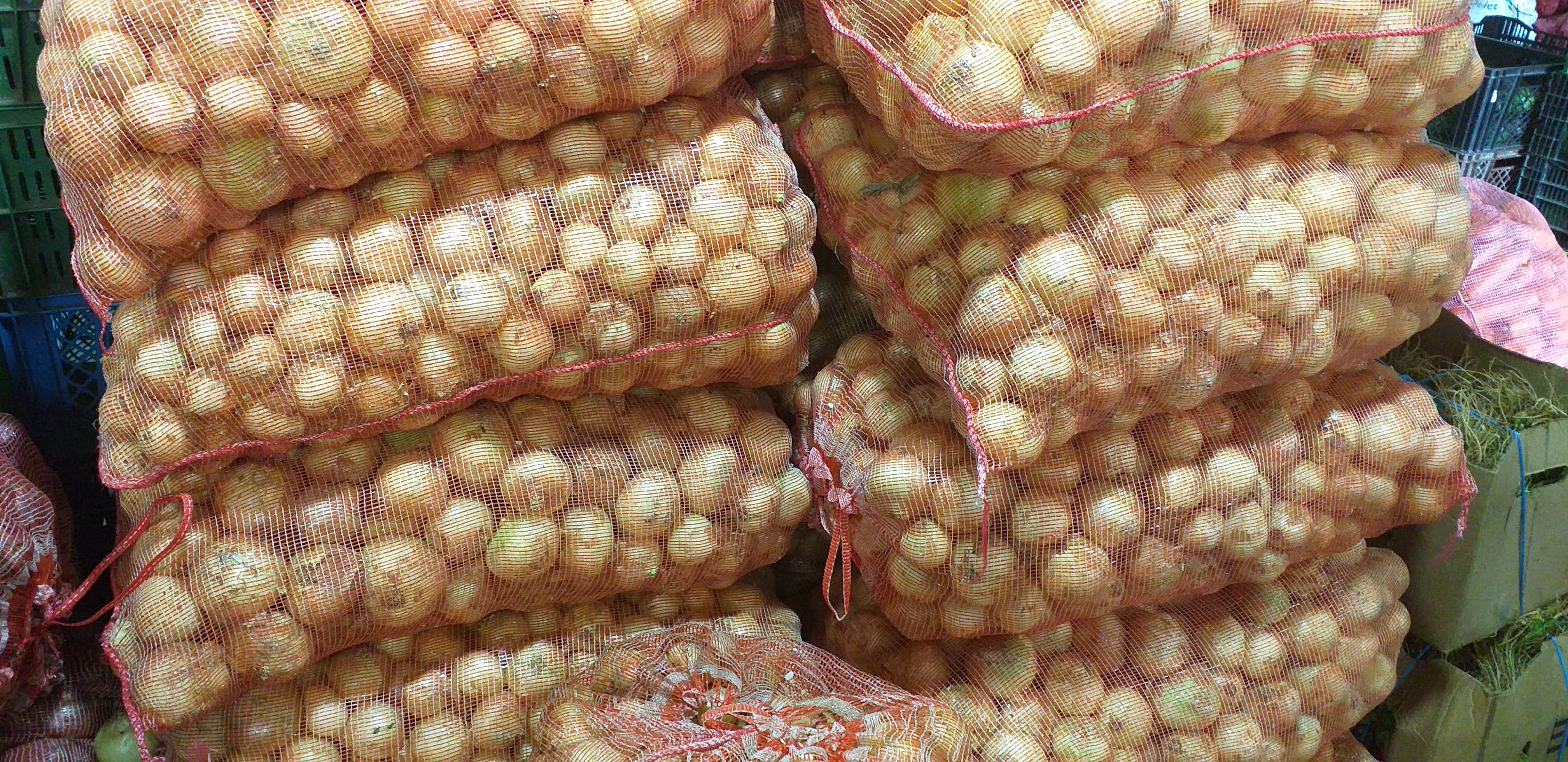 Cebolla blanca cabezona/48kg