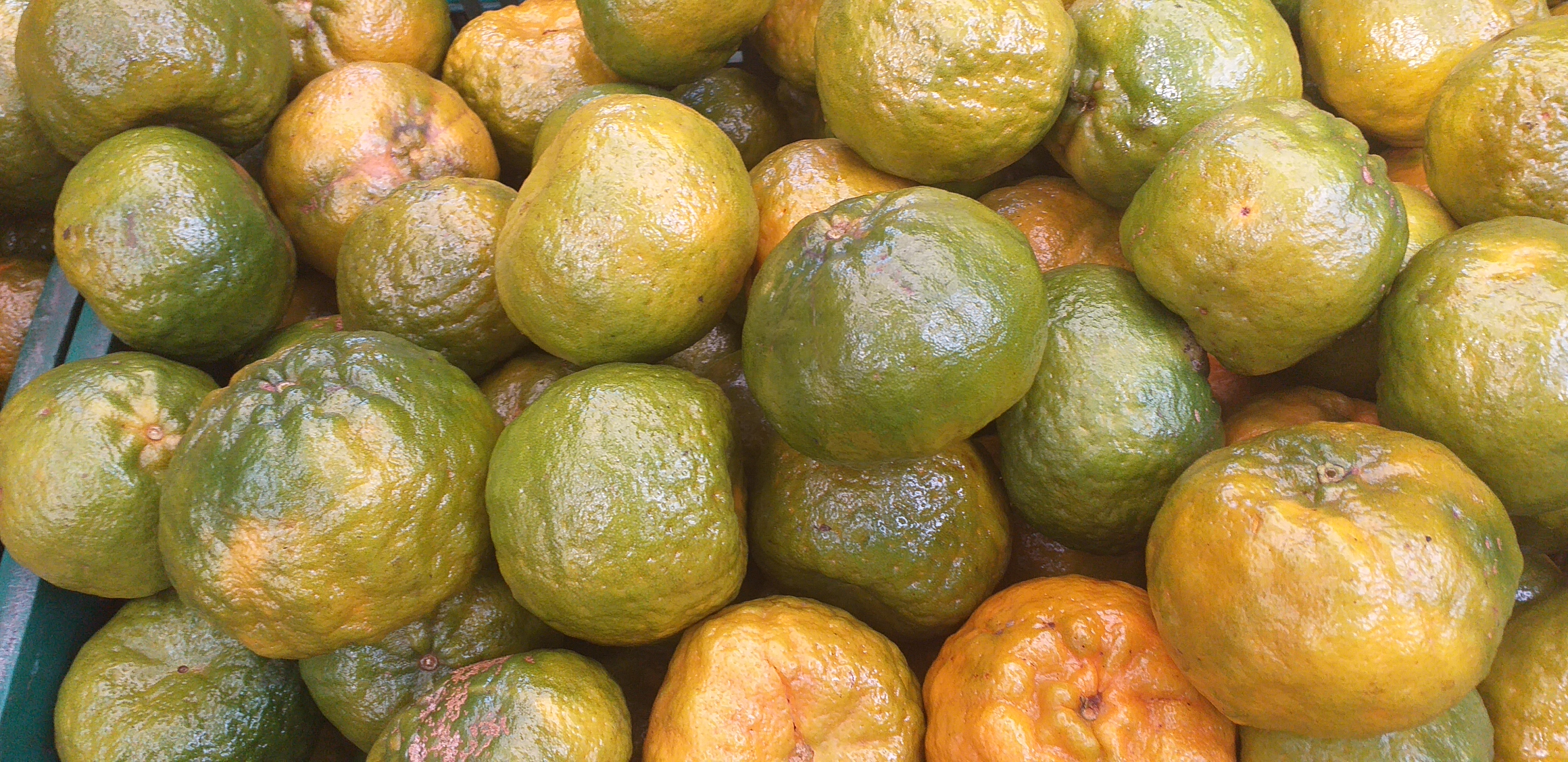 Mandarina oneca
