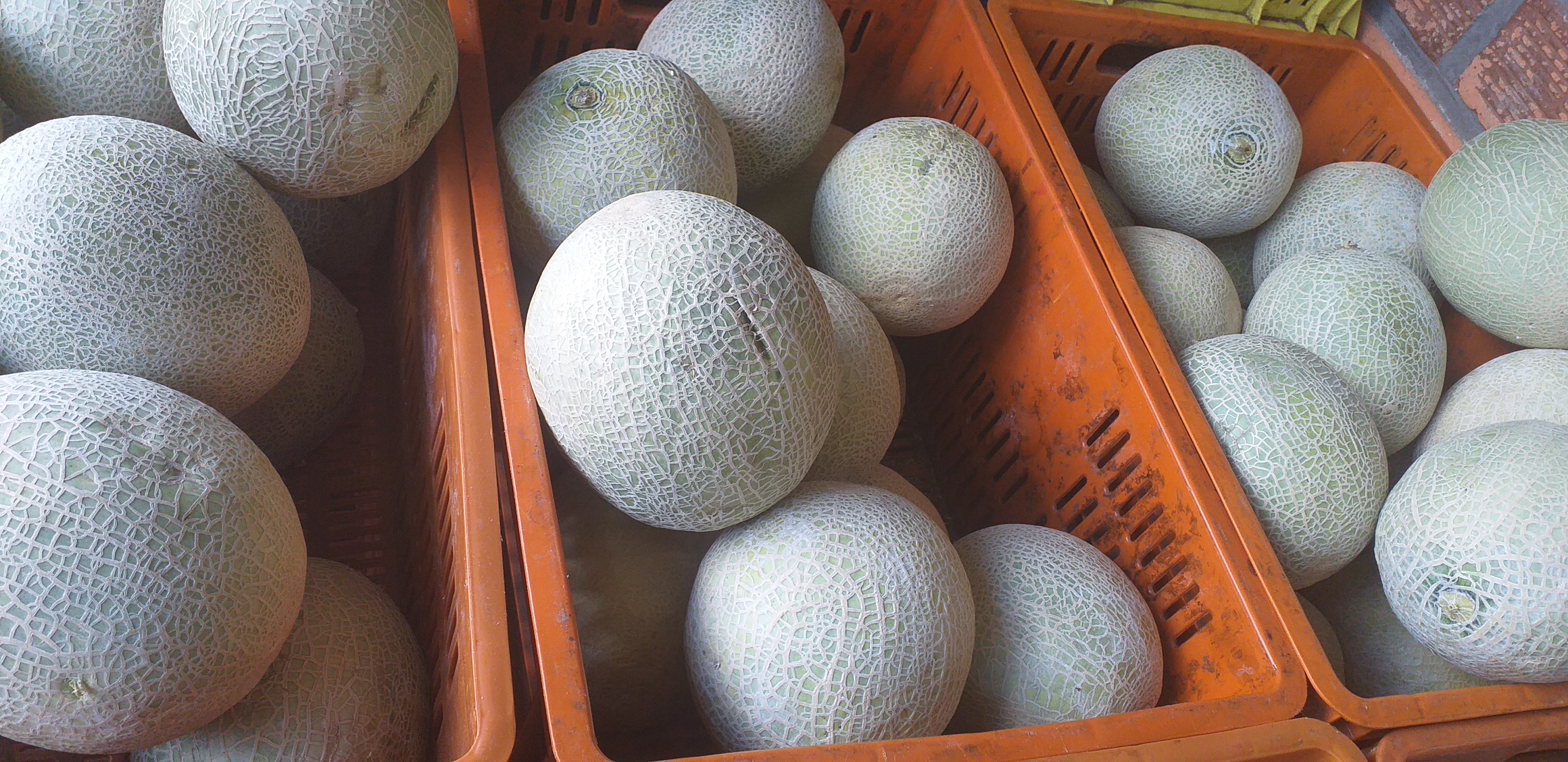 Melon