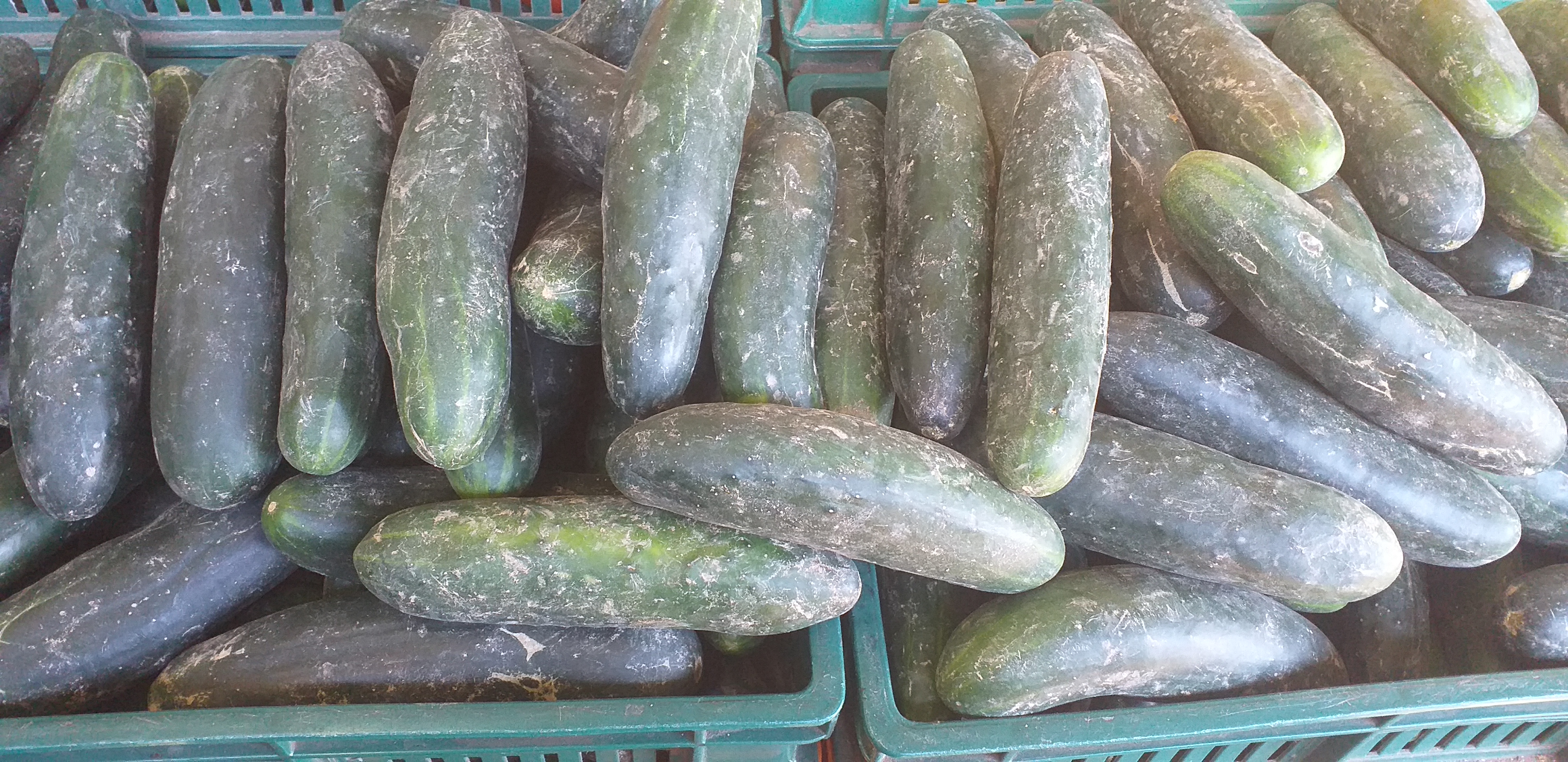 Pepino cohombro