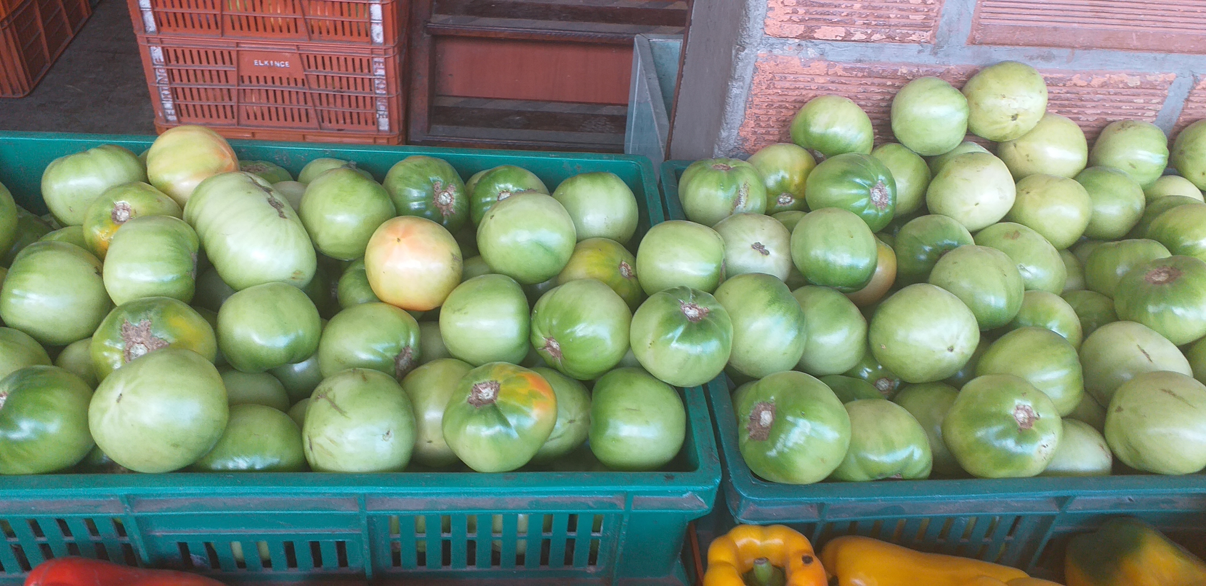 Tomate verde riñon