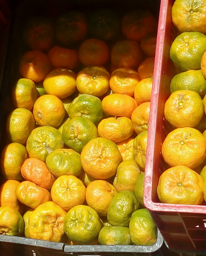 Mandarina comun