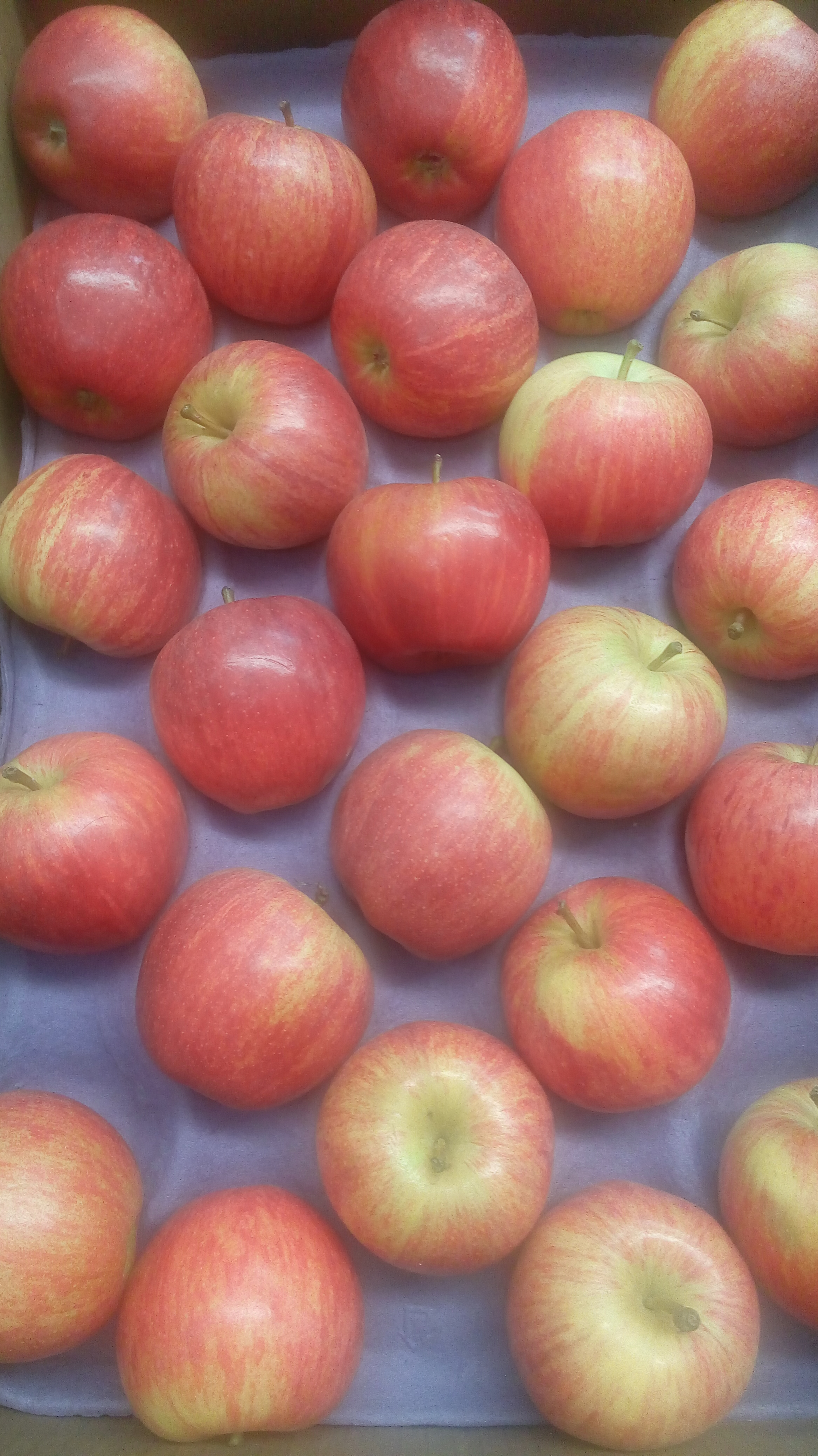 Manzana royal gala
