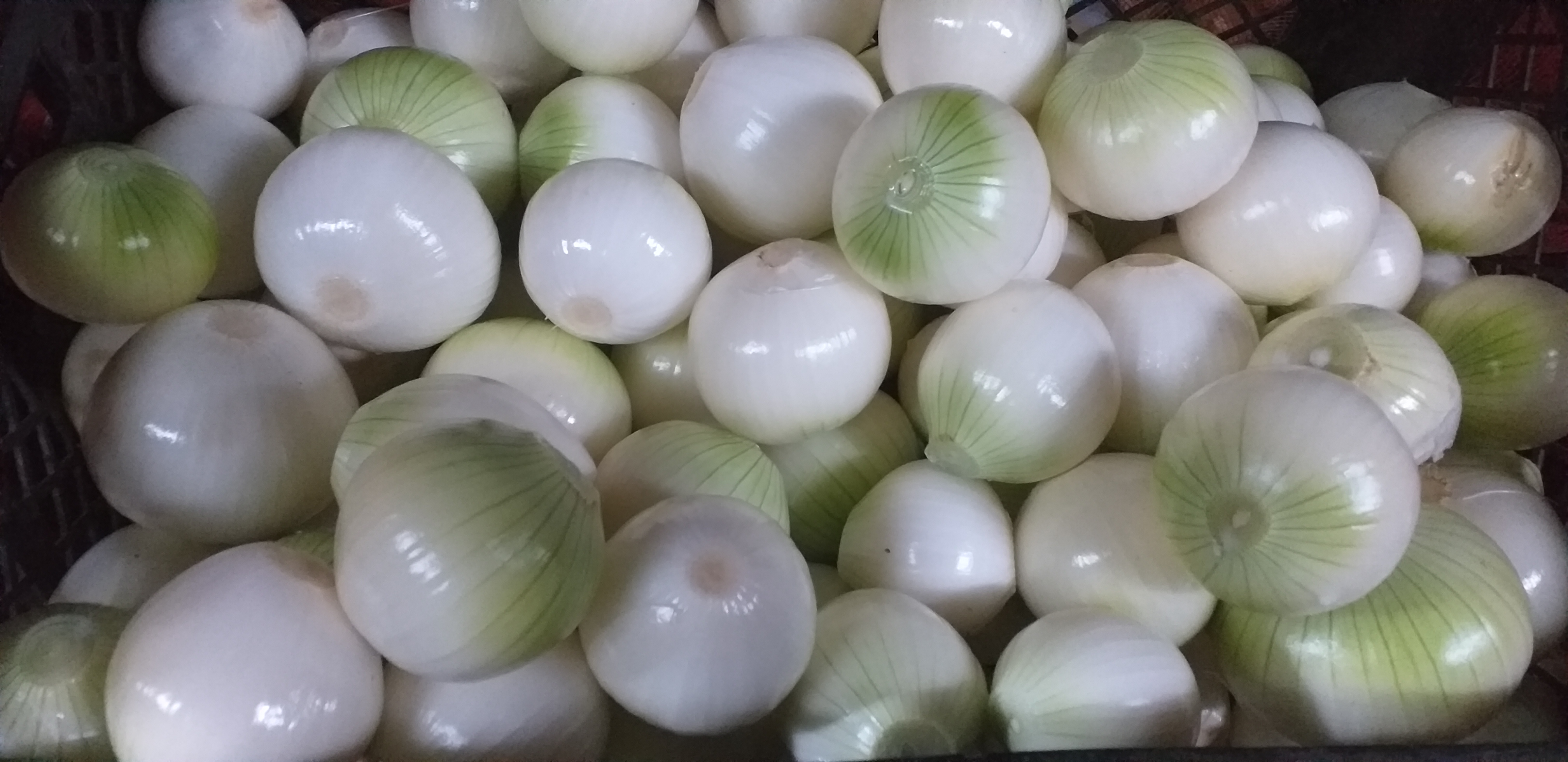 Cebolla blanca pelada