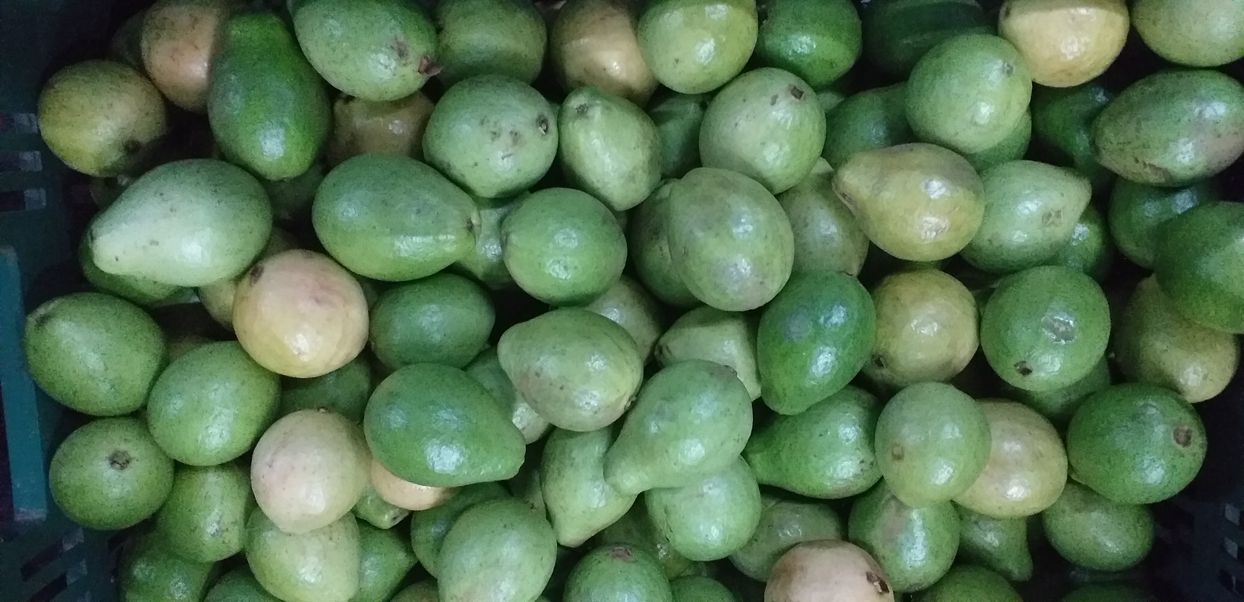 Guayaba pera delgada