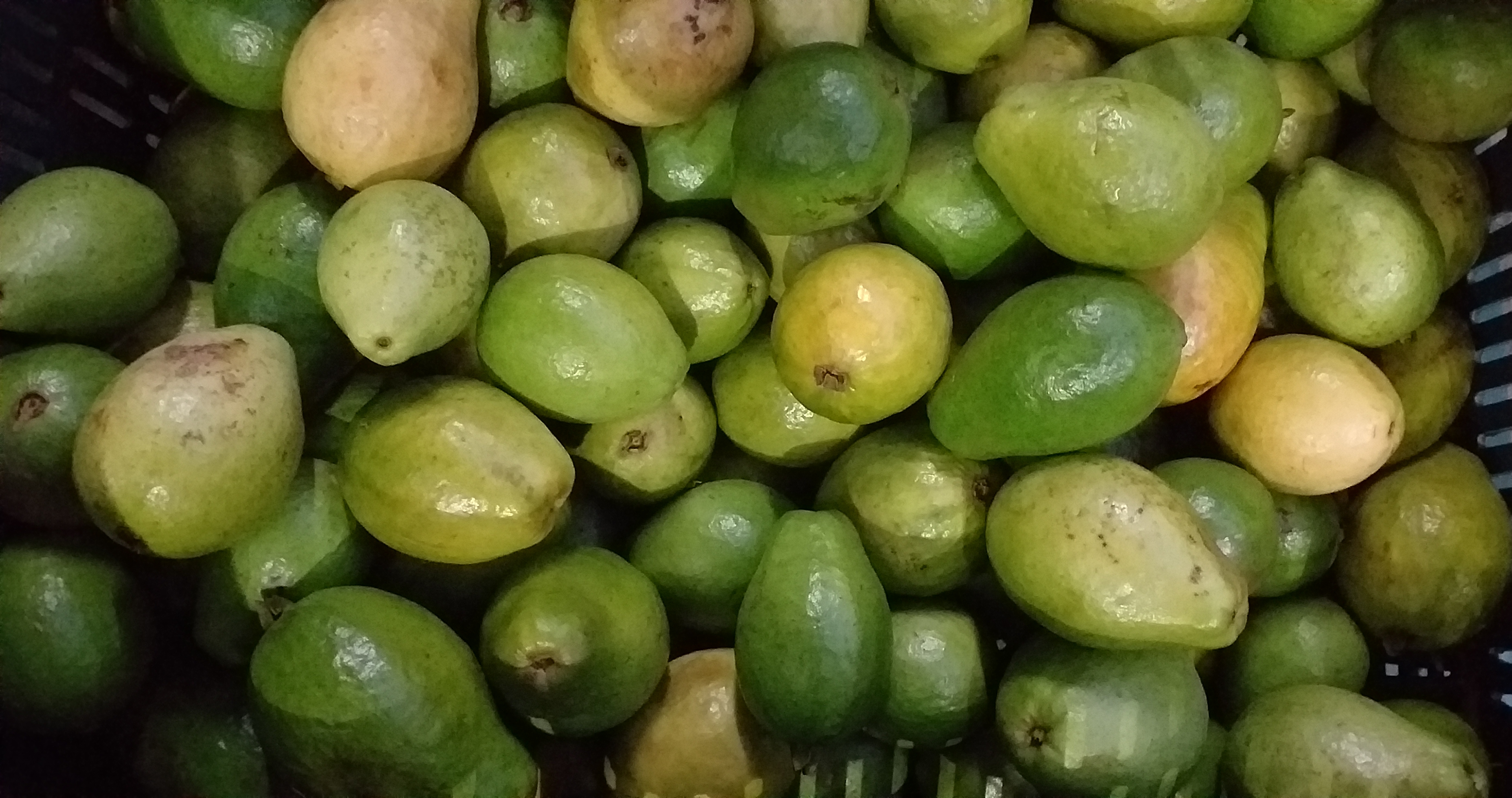 Guayaba pera gruesa