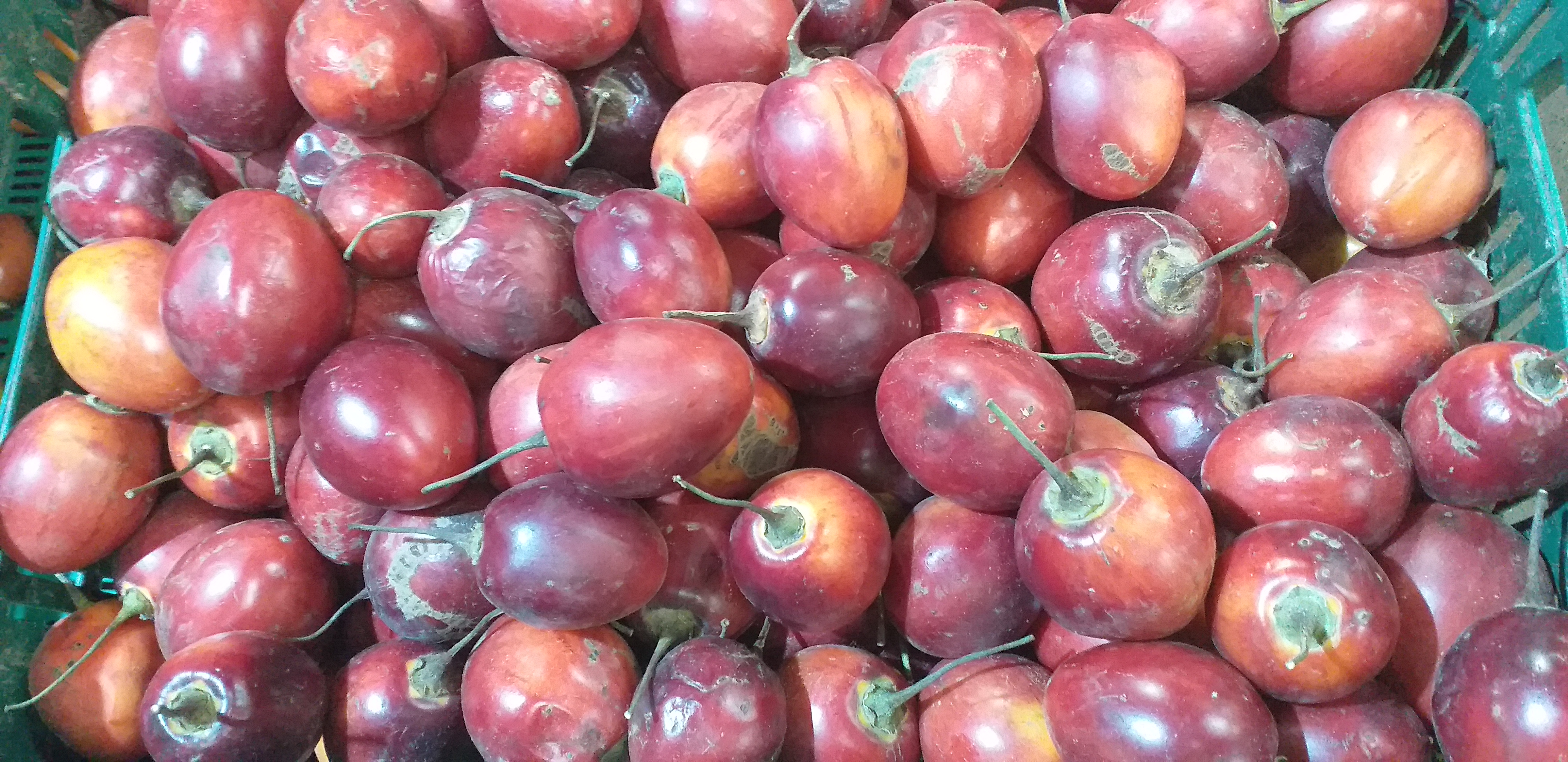 Tomate de arbol injerto