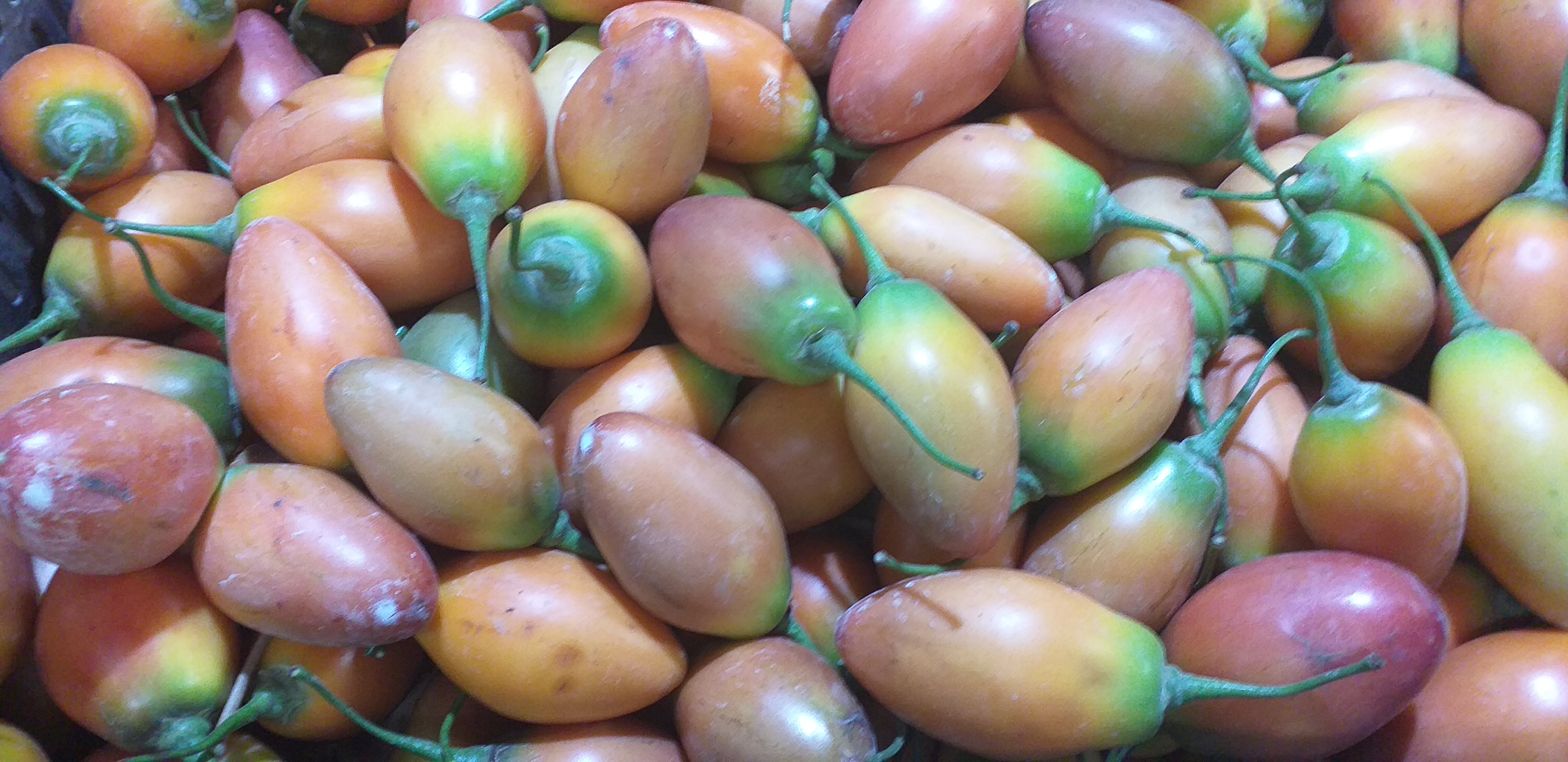 Tomate de arbol
