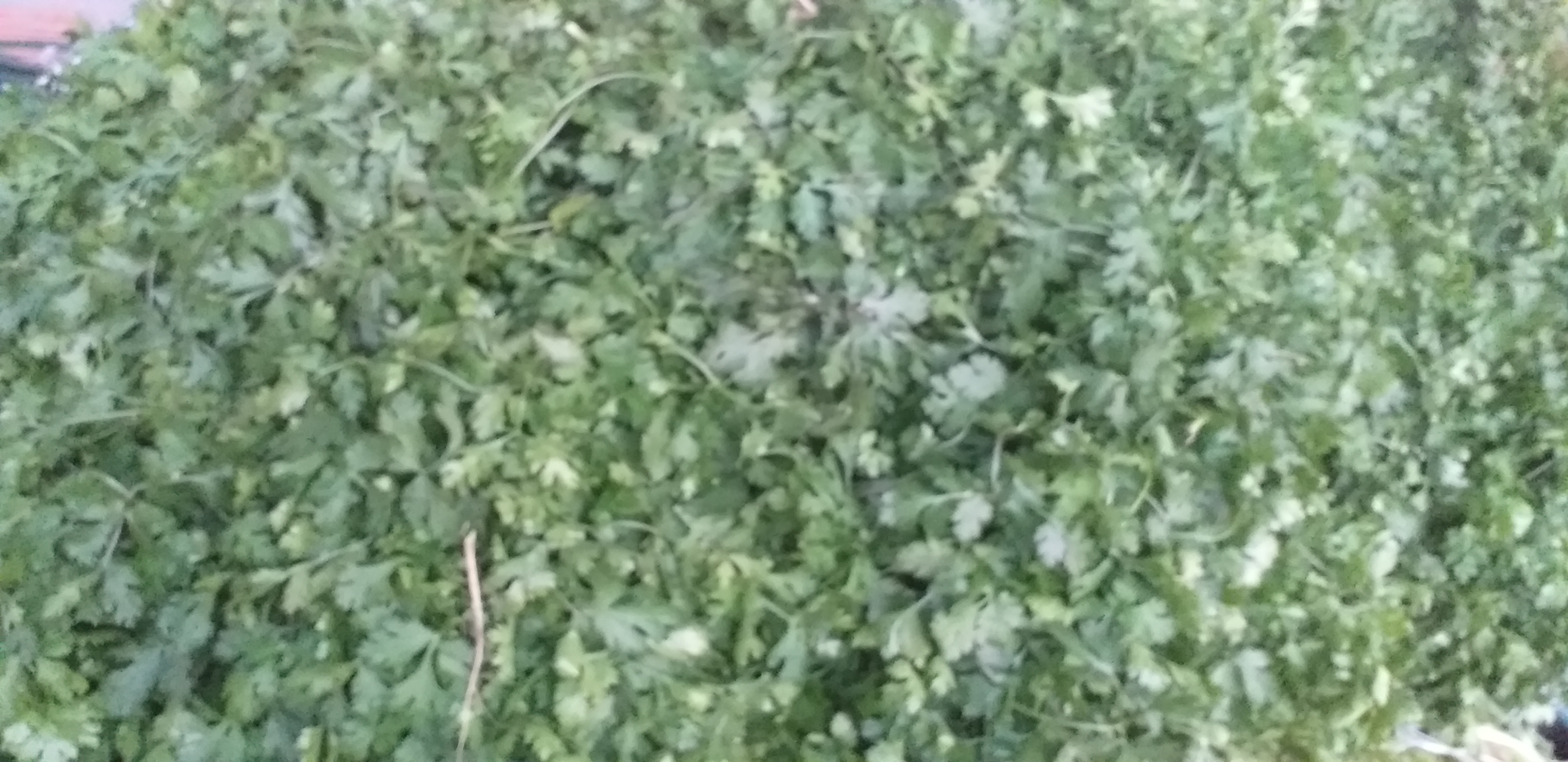 Cilantro