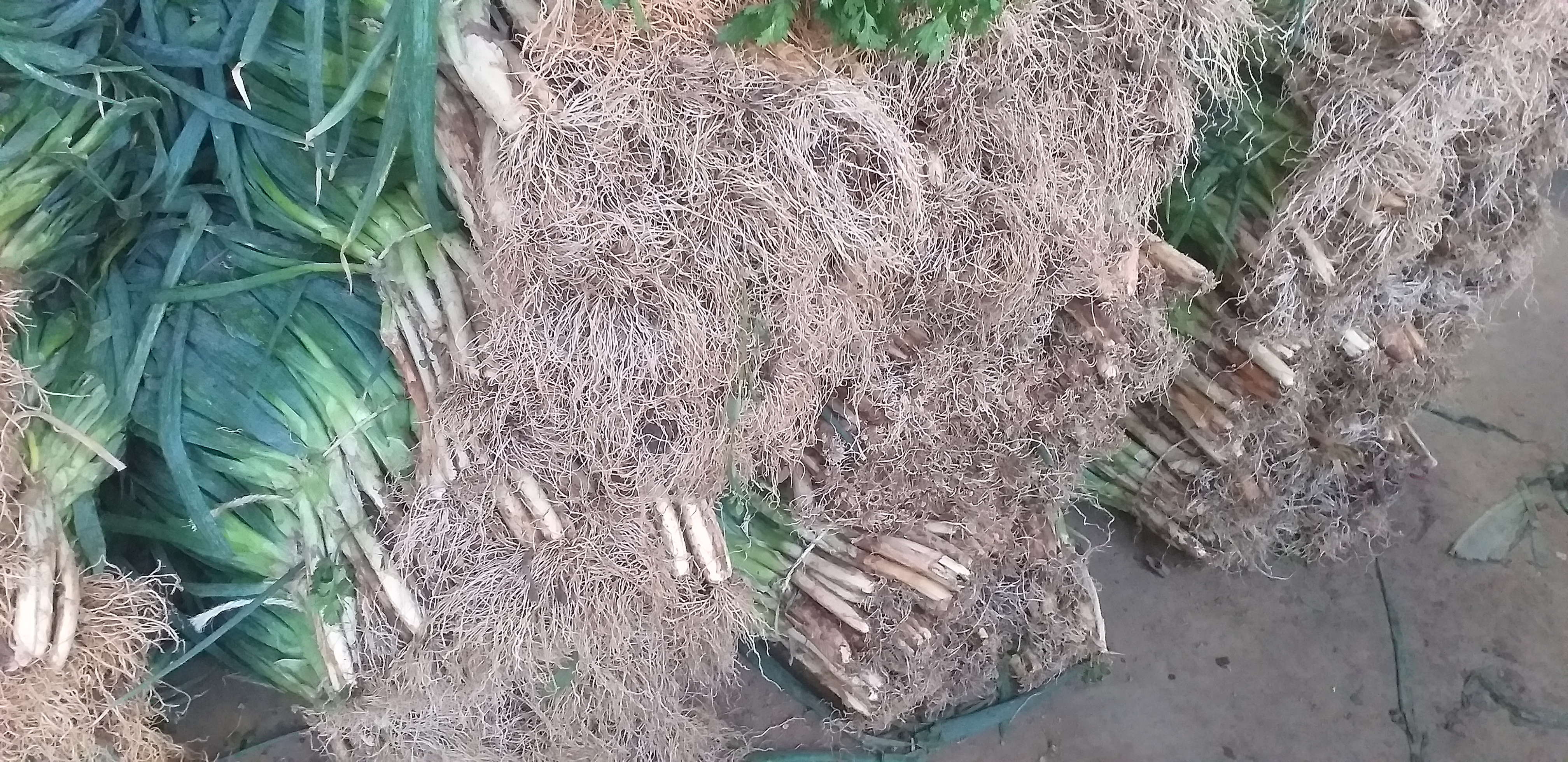 Cebolla de rama