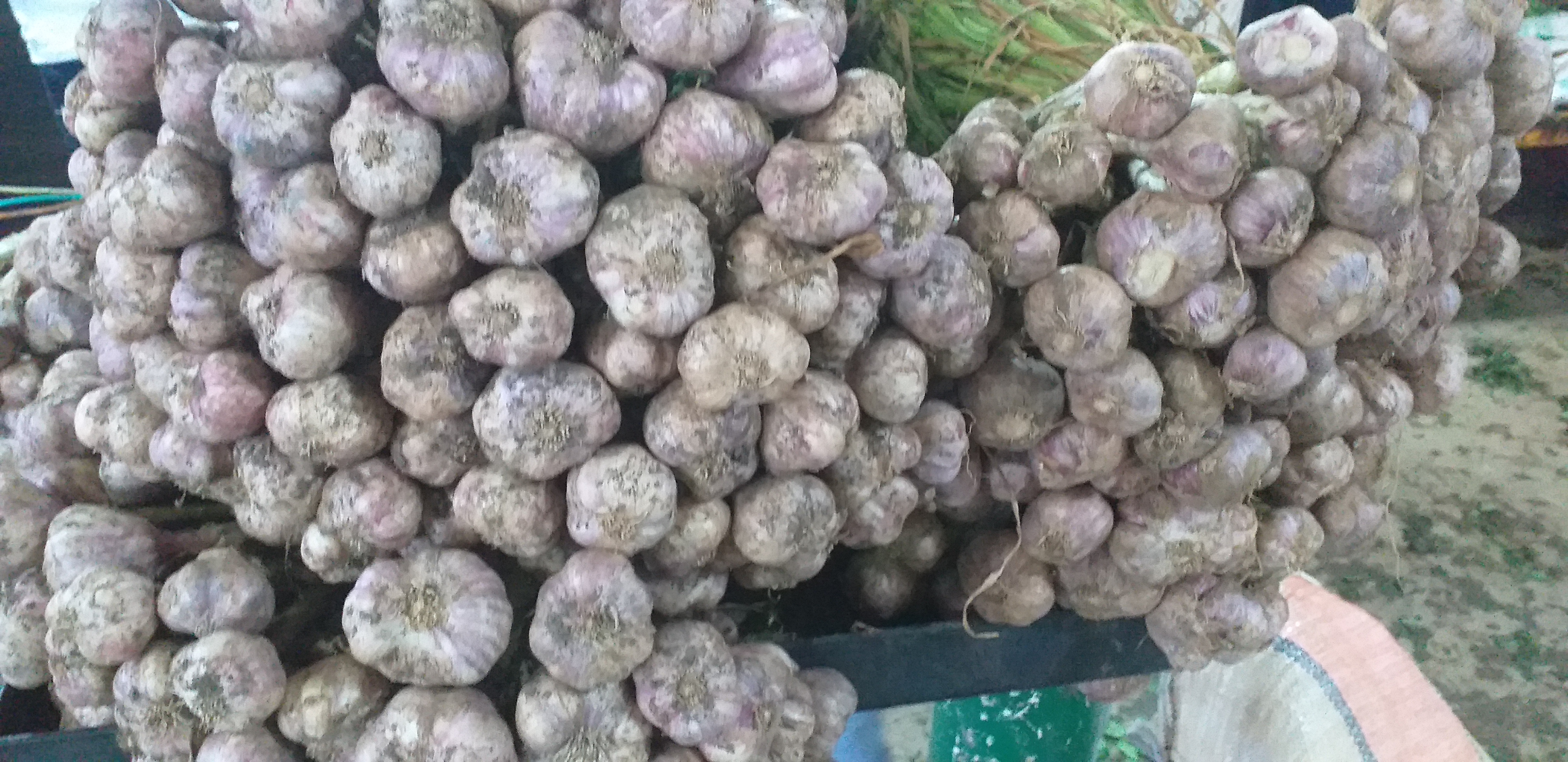 Ajo criollo