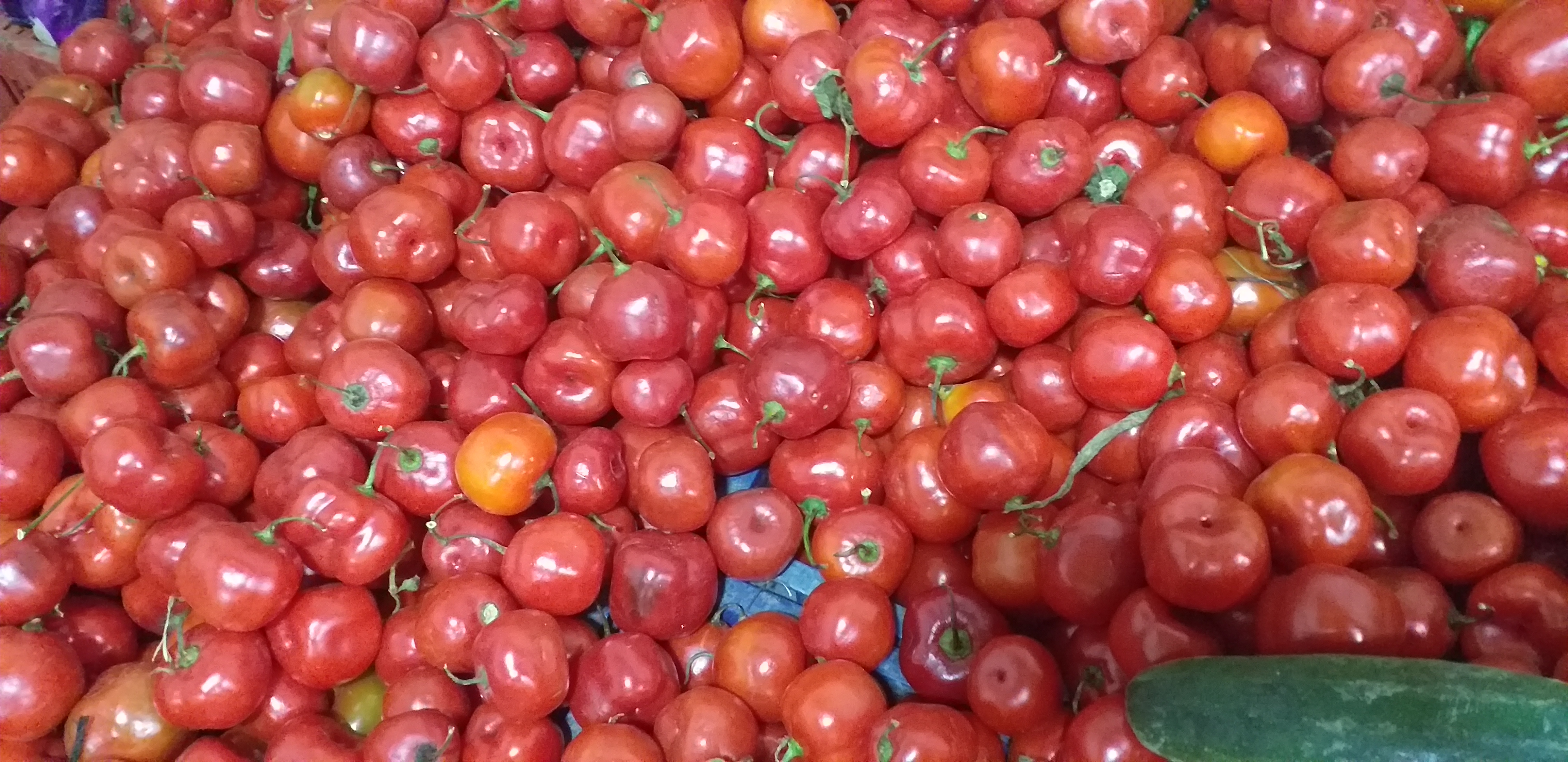 Rocoto/aji picante