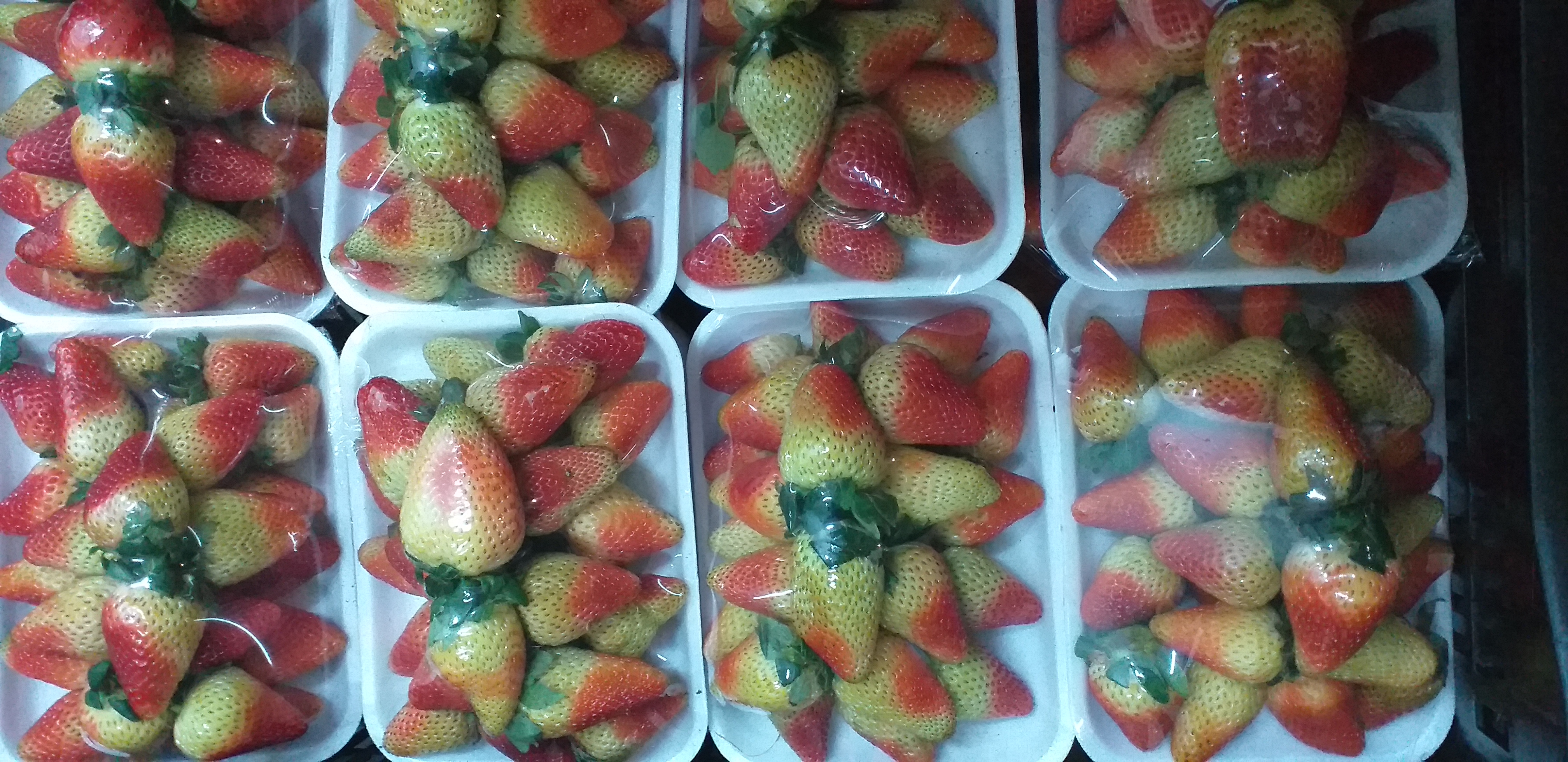 Fresa jumbo en bandeja