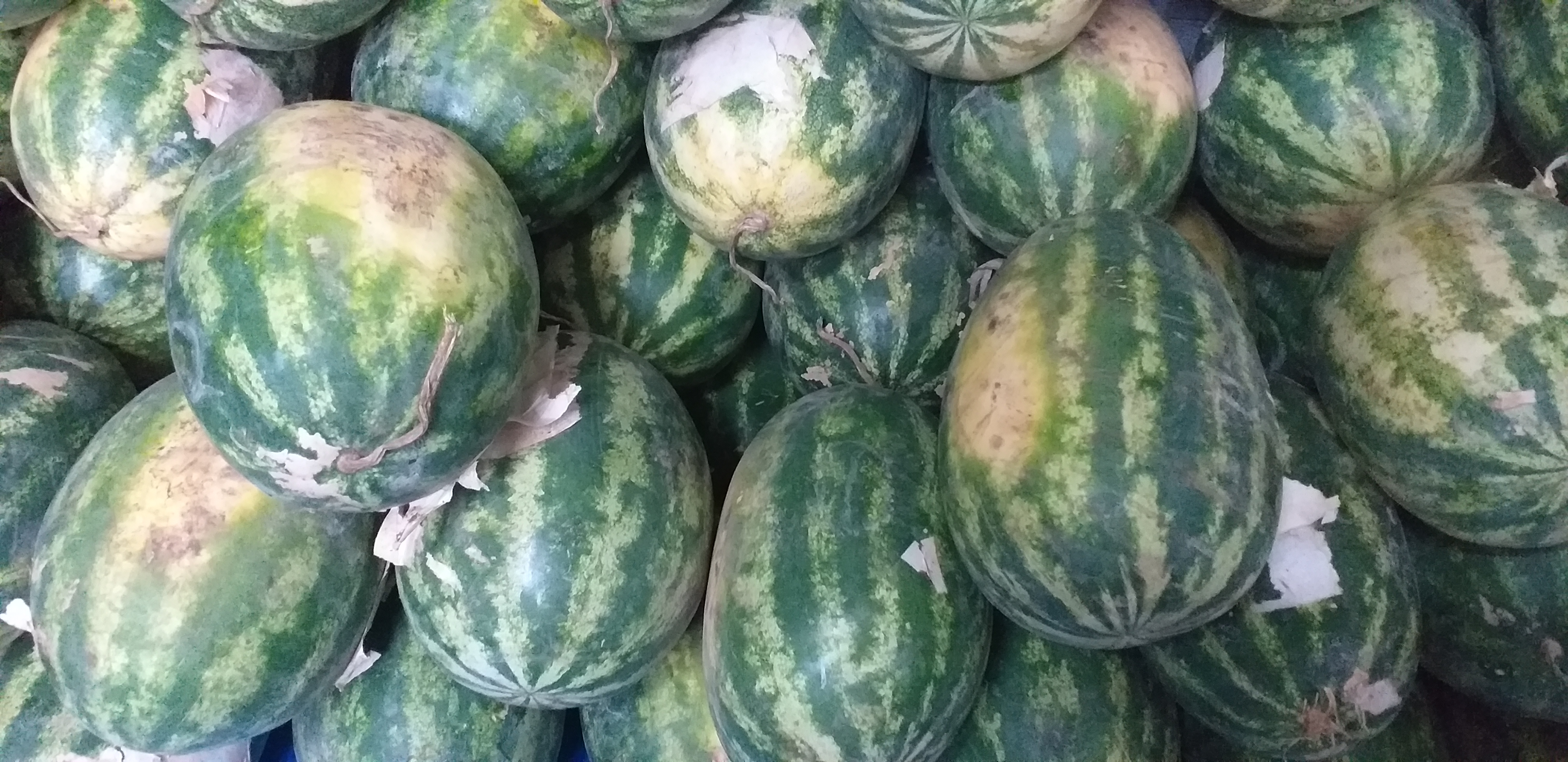 Sandia delgada