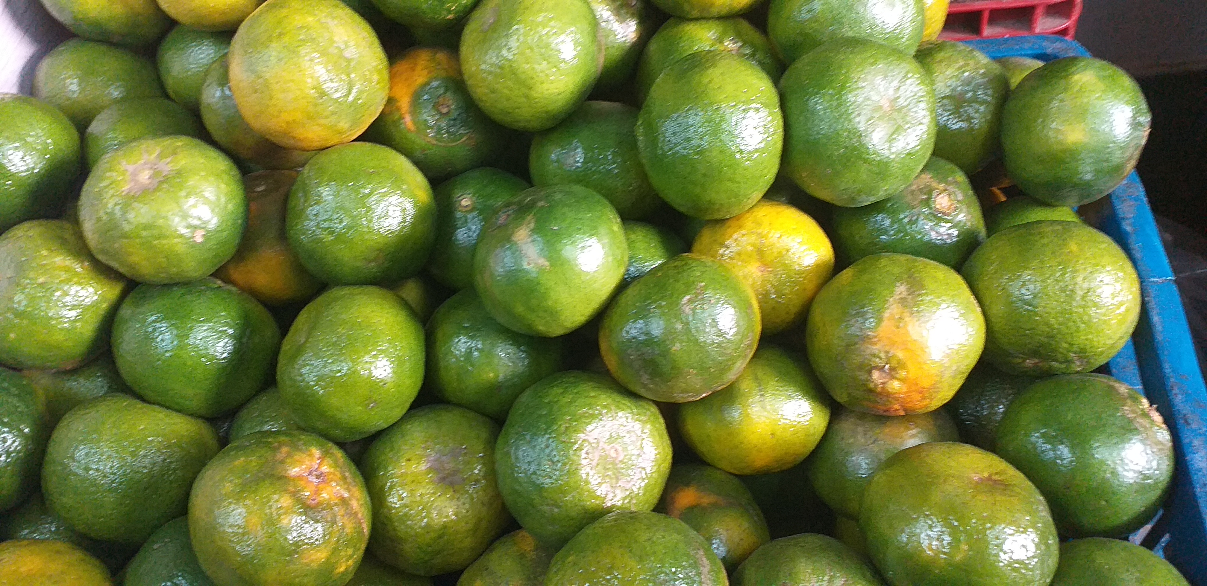 Mandarina oneca
