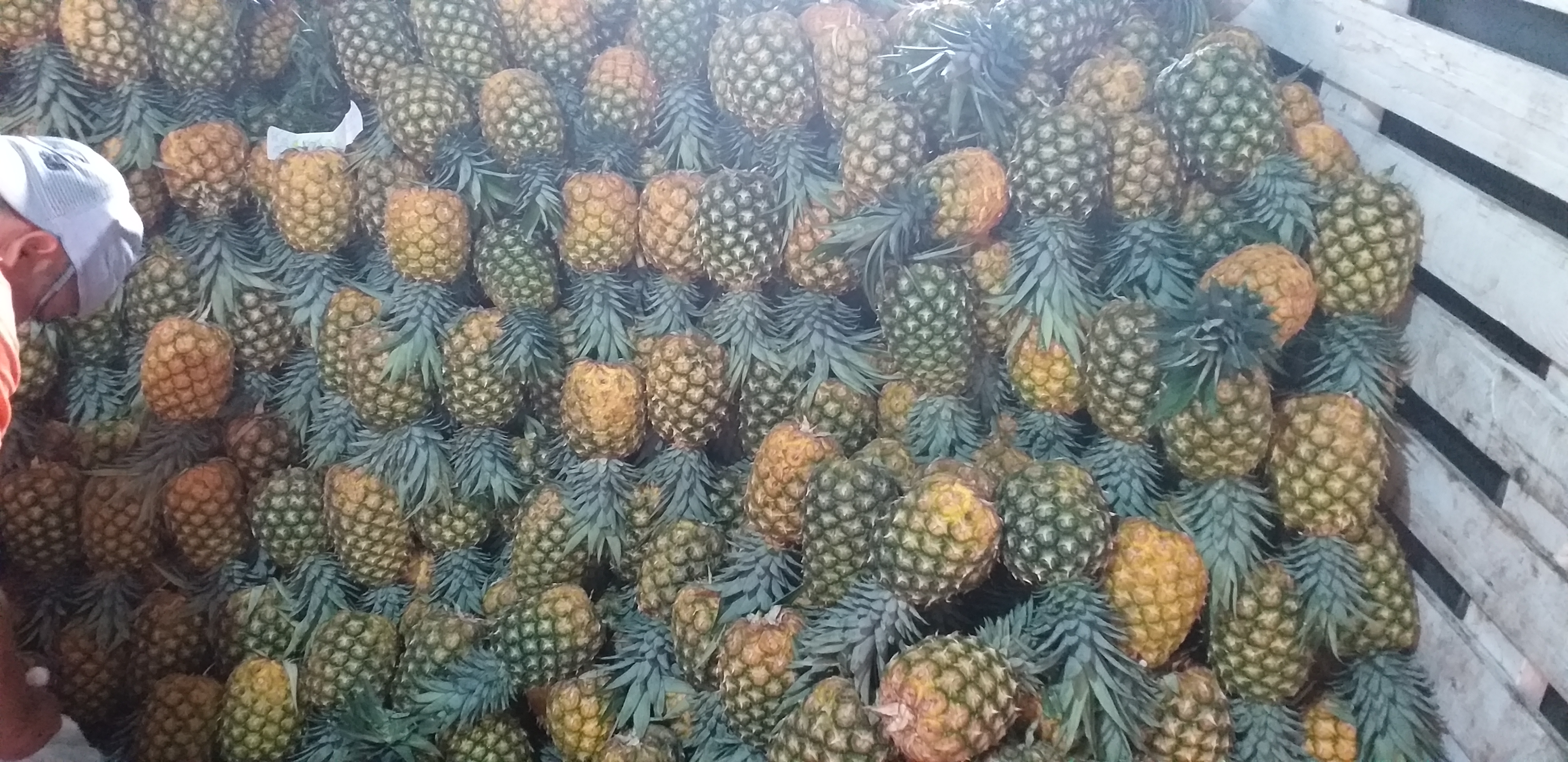Piña oromiel