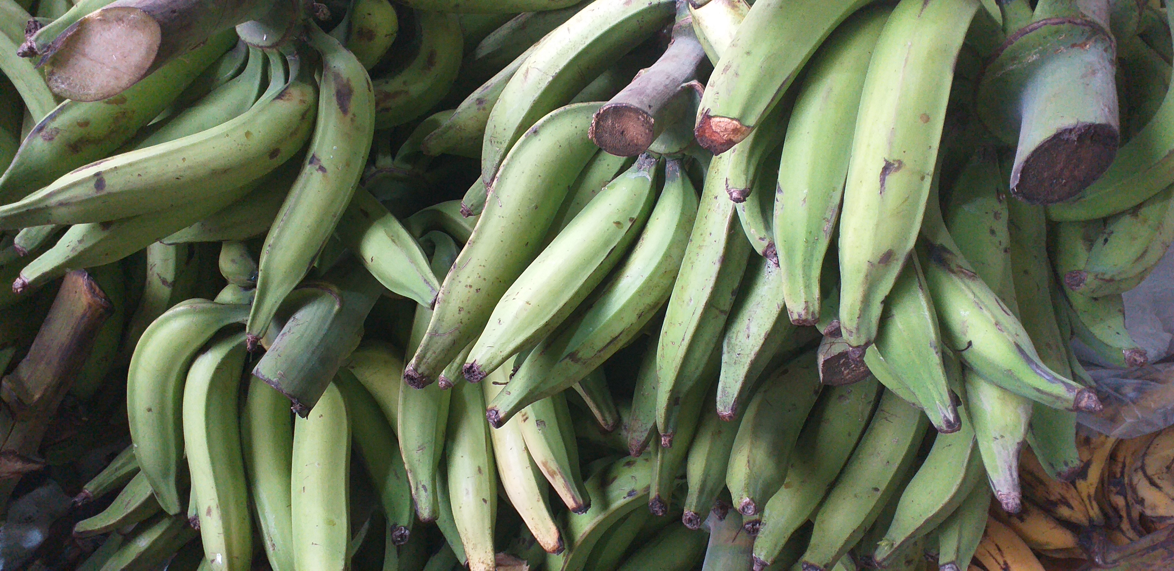 Platano verde