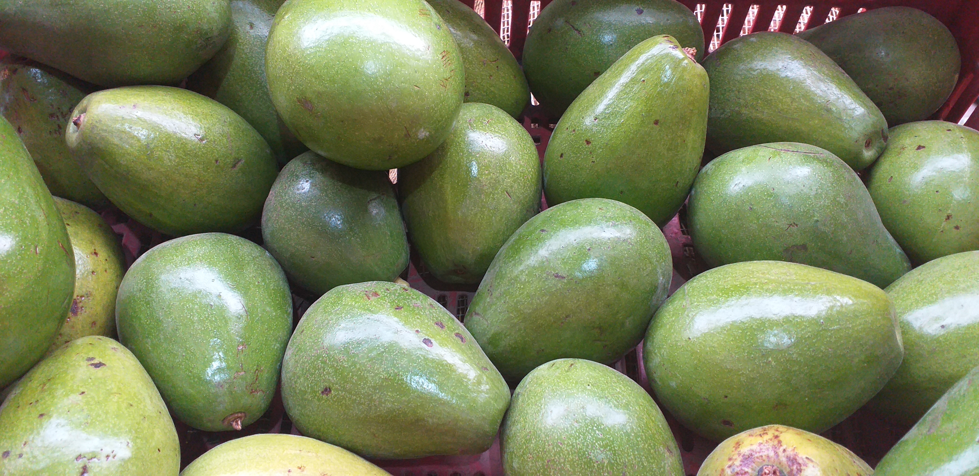 Aguacate papelillo