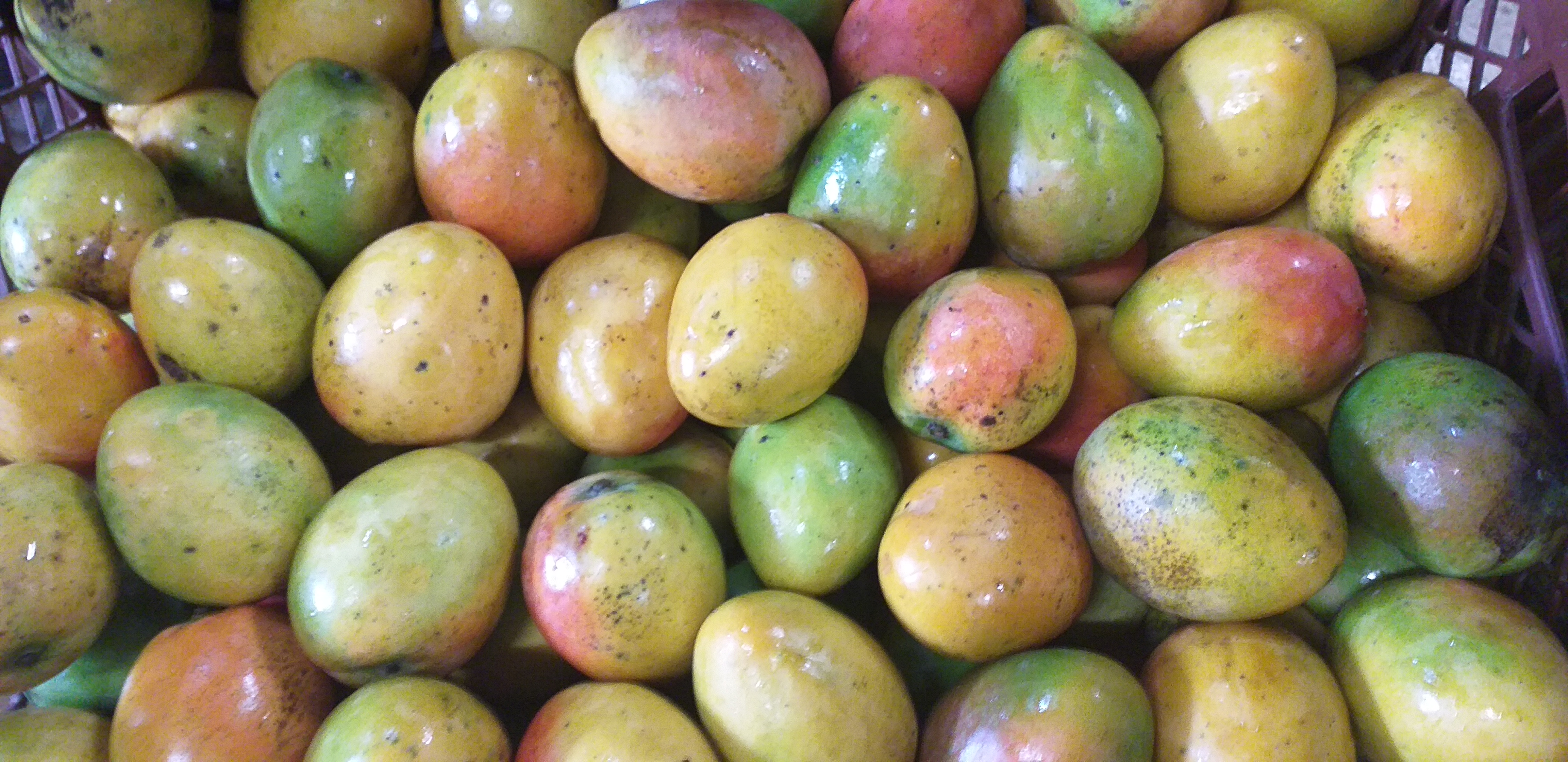 Mango criollo