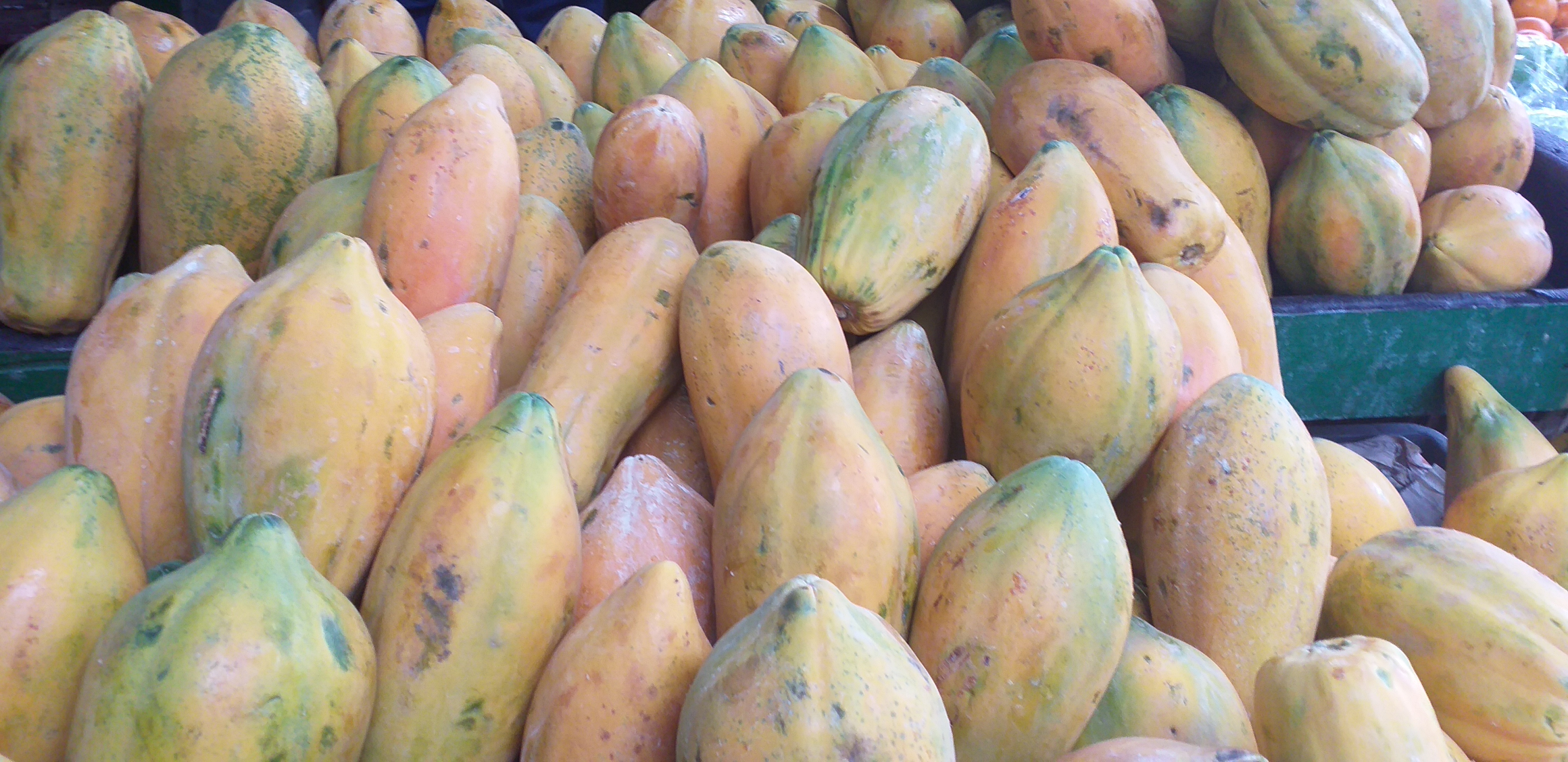 Papaya tainung