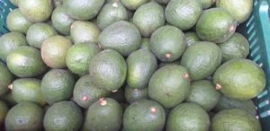 Aguacate hass