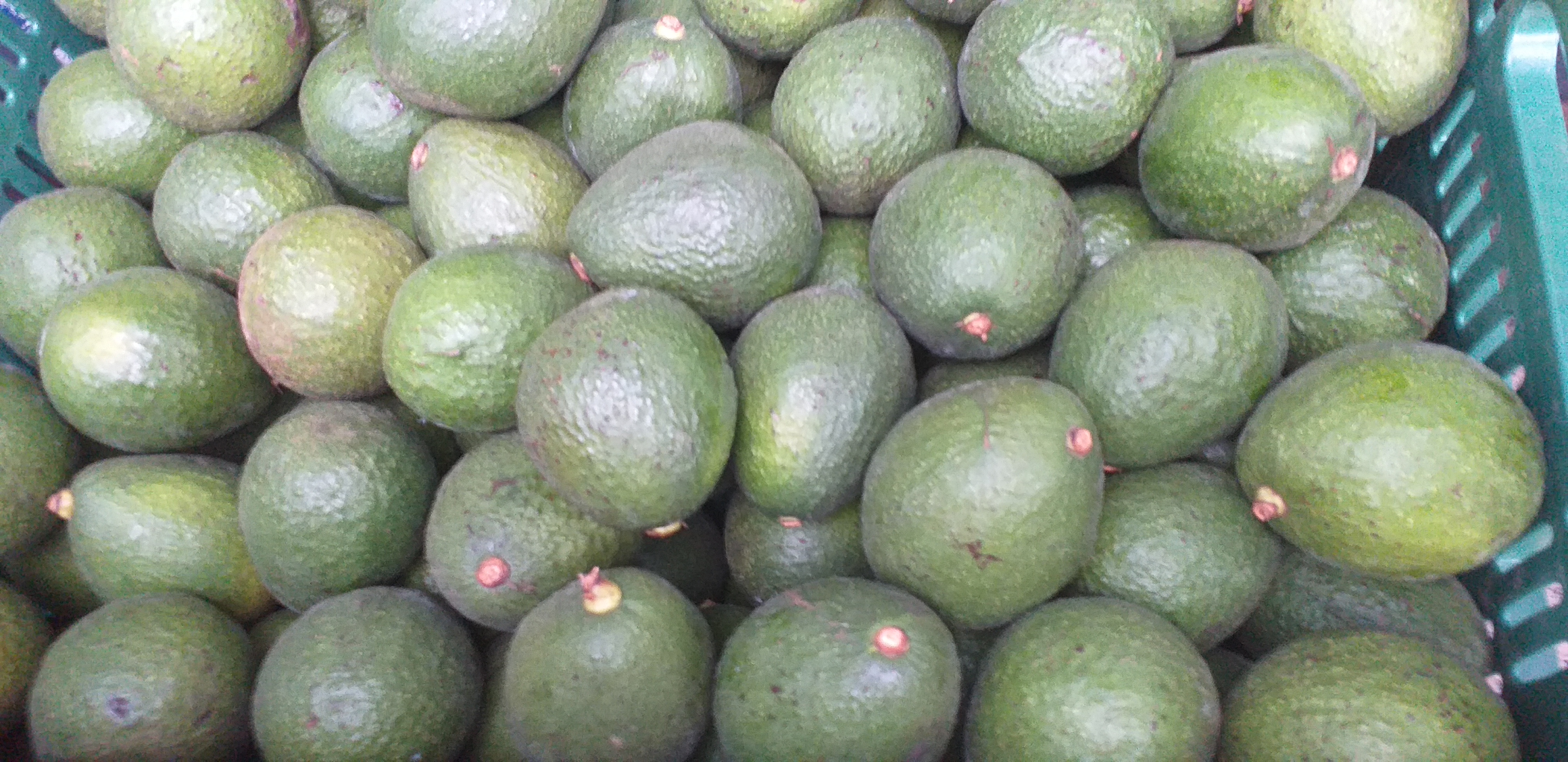 Aguacate hass