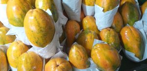 Papaya maradol