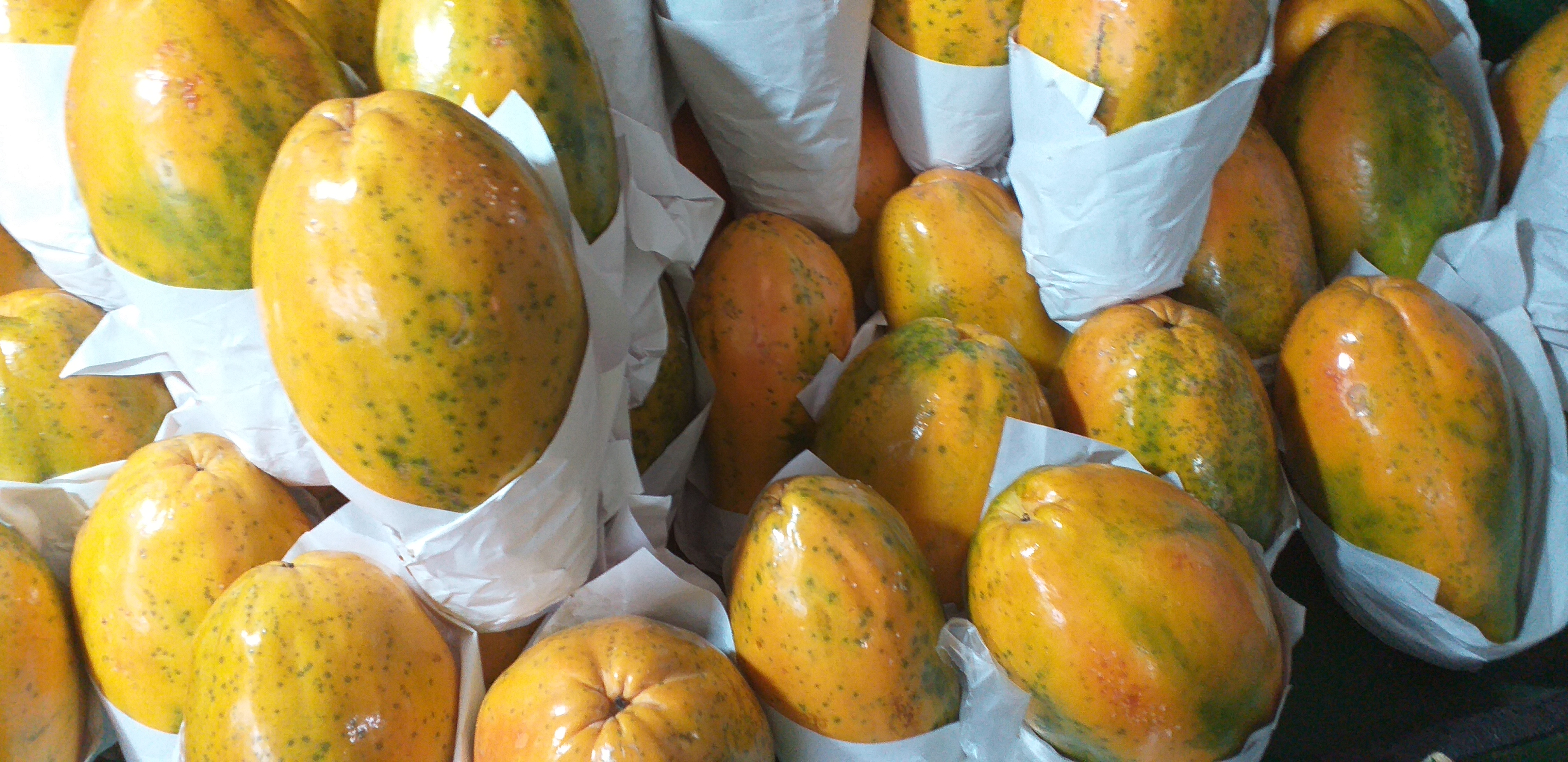 Papaya maradol