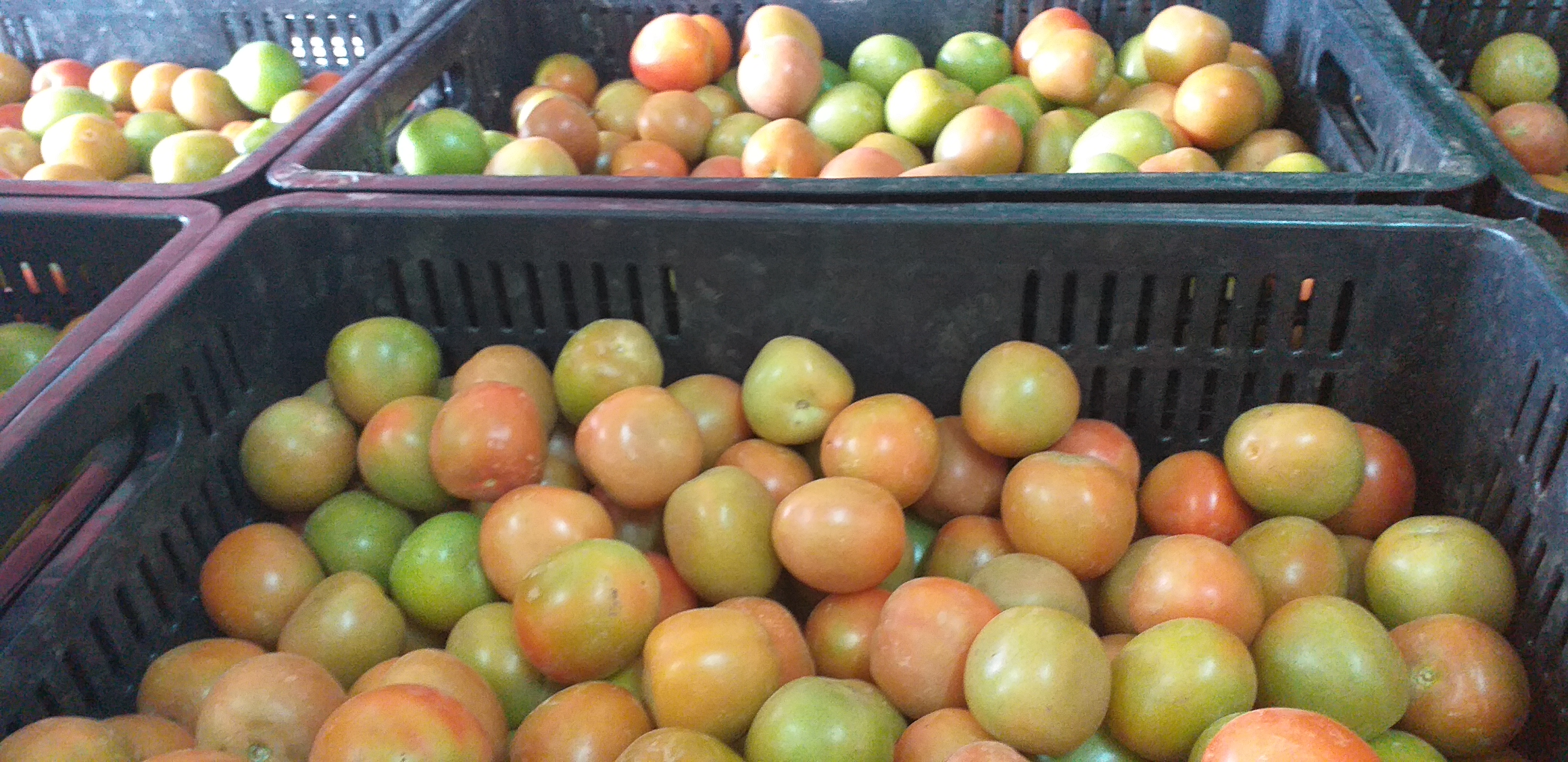 Tomate chonto de 2da