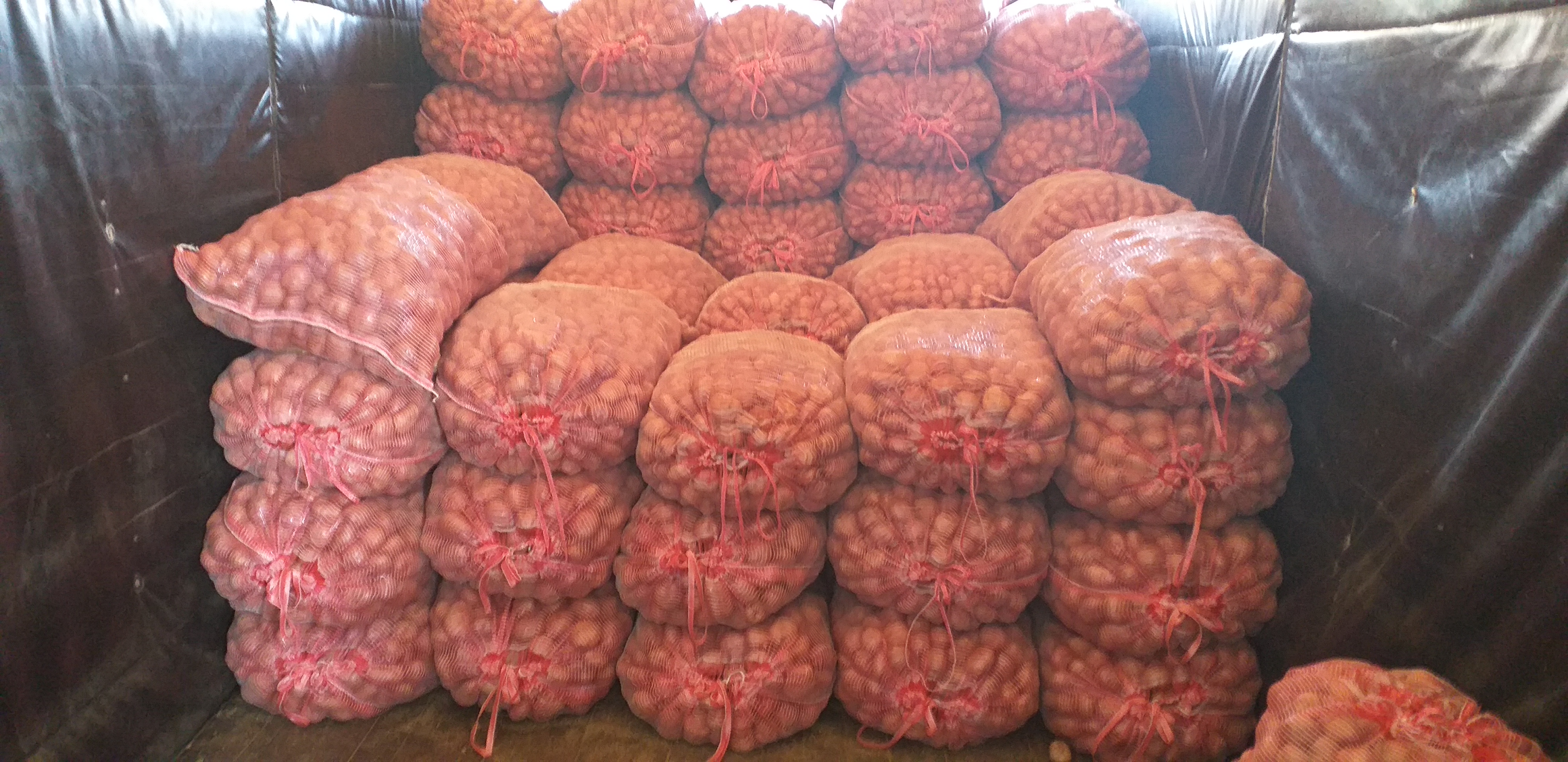 Papa capira/50kg
