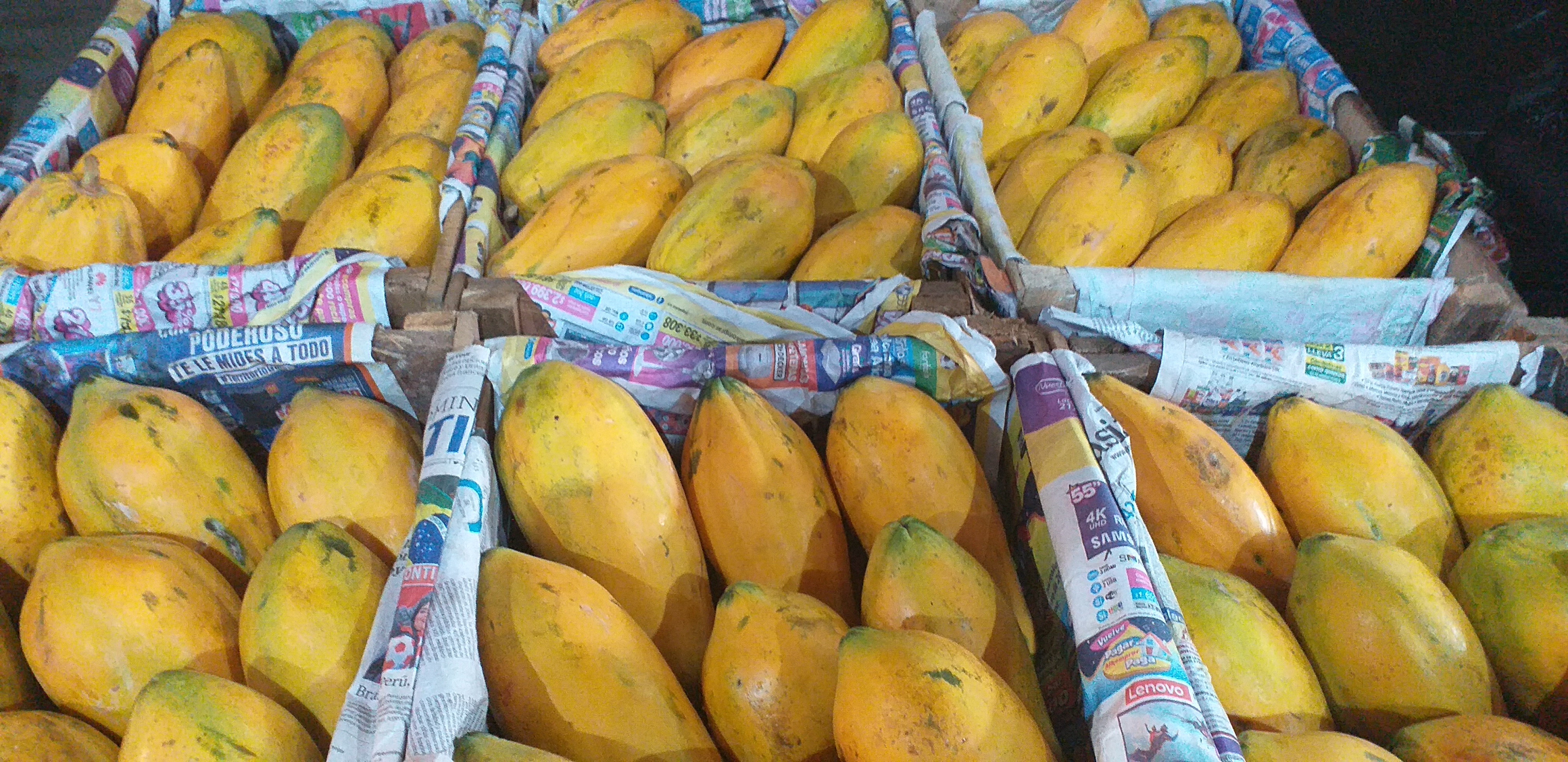 Papaya costeña/26kg