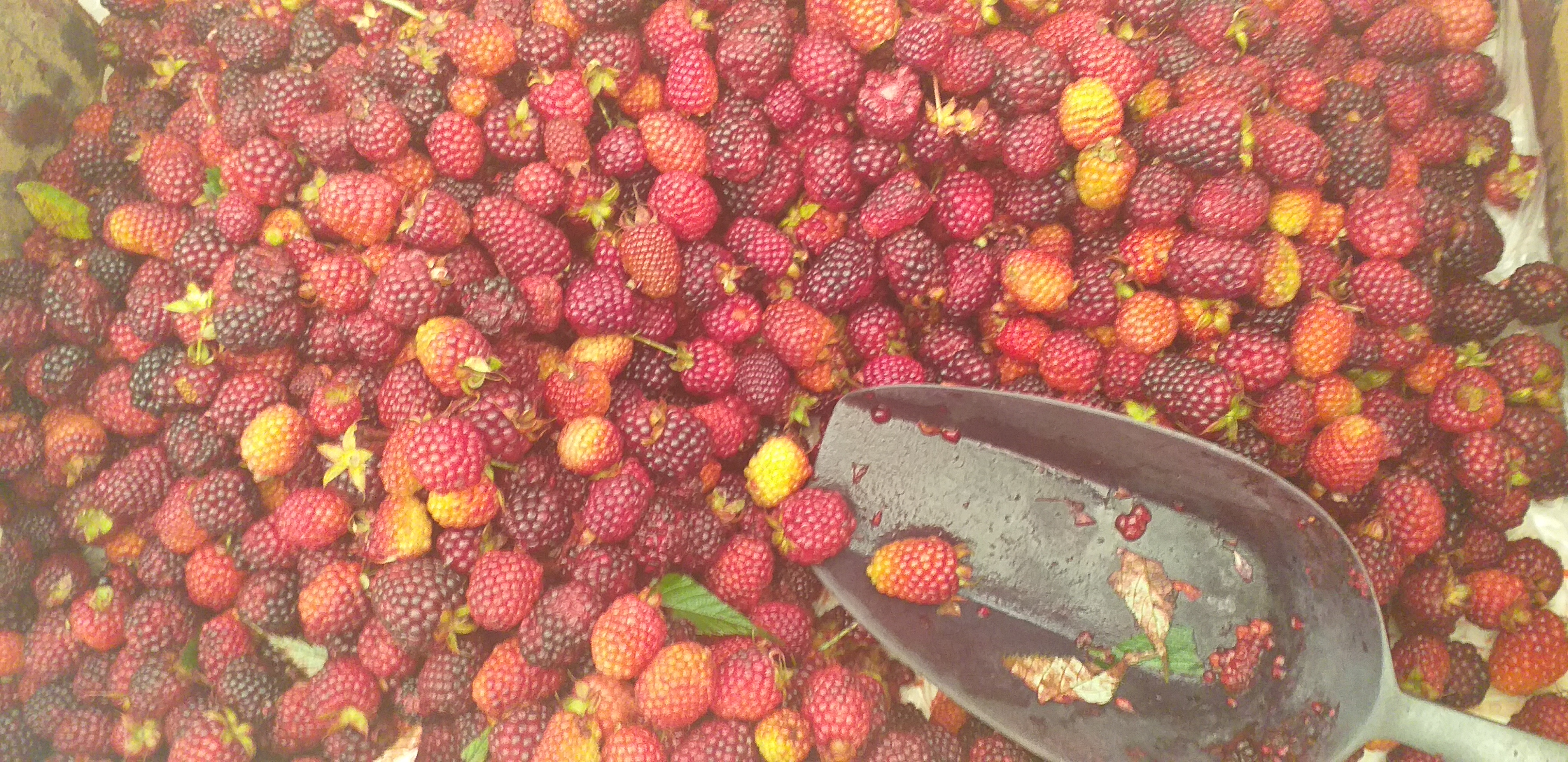 Moras de guarne