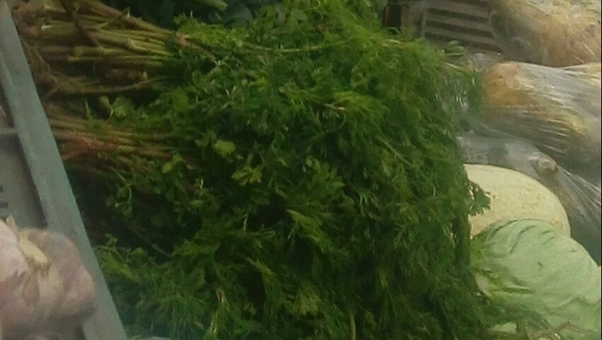Cilantro