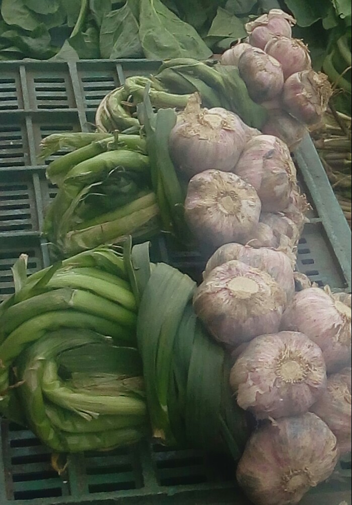 Ajo en rama