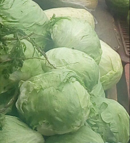 Lechuga Batavia