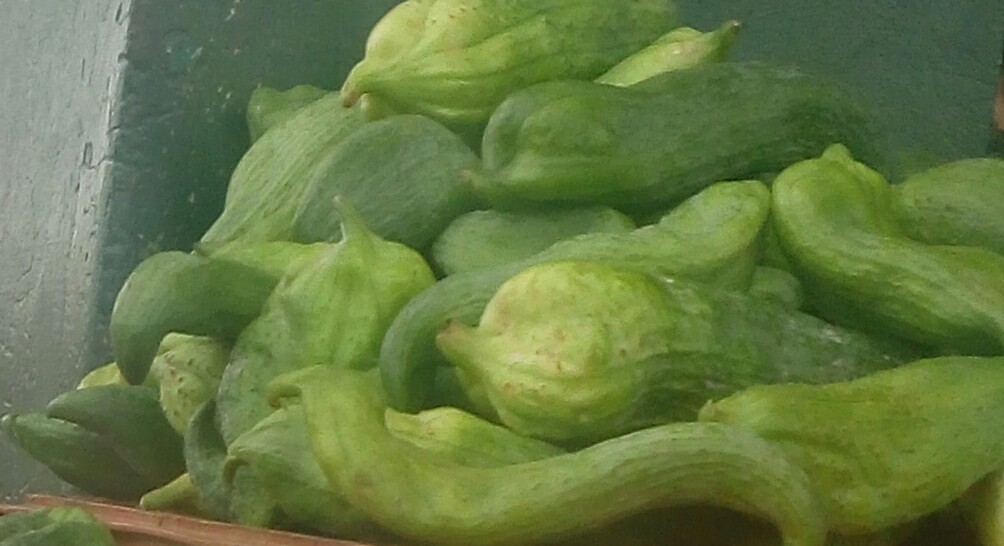 Pepino para guiso