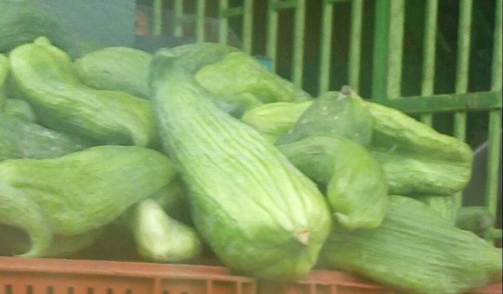 Pepino para guiso