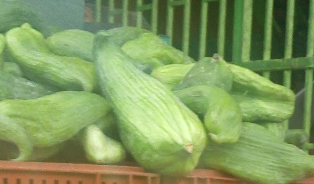 Pepino para guiso